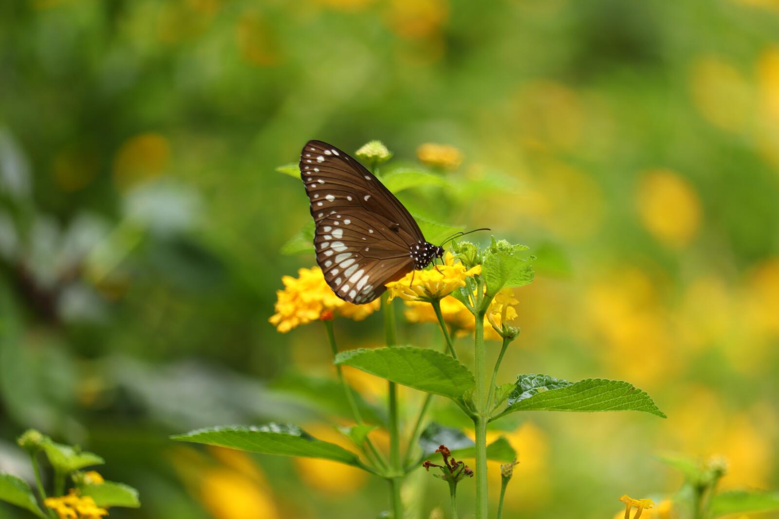 Free photo A butterfly sits on a yellow flower