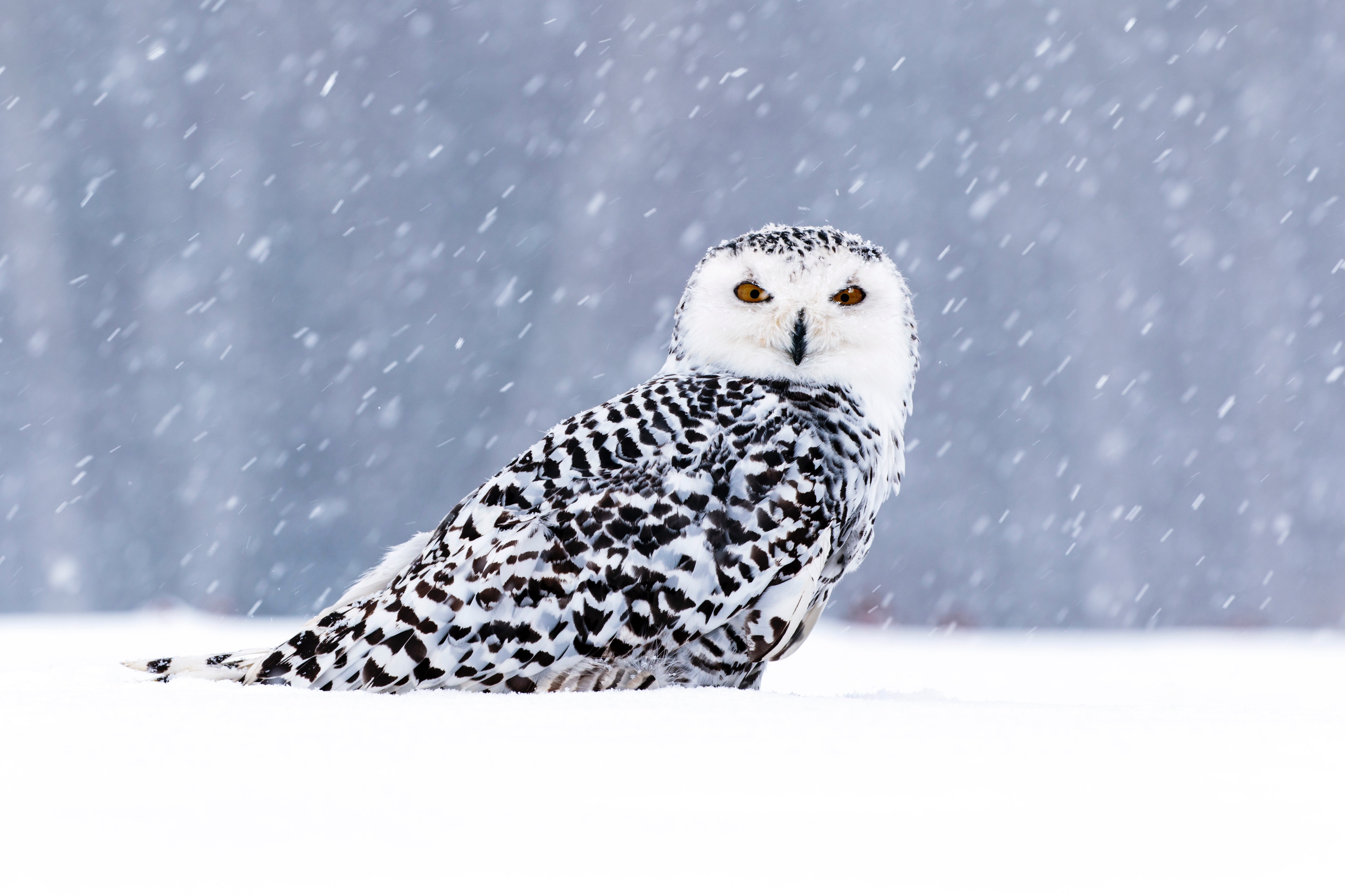 Wallpapers owl sits in the snow birds snow on the desktop