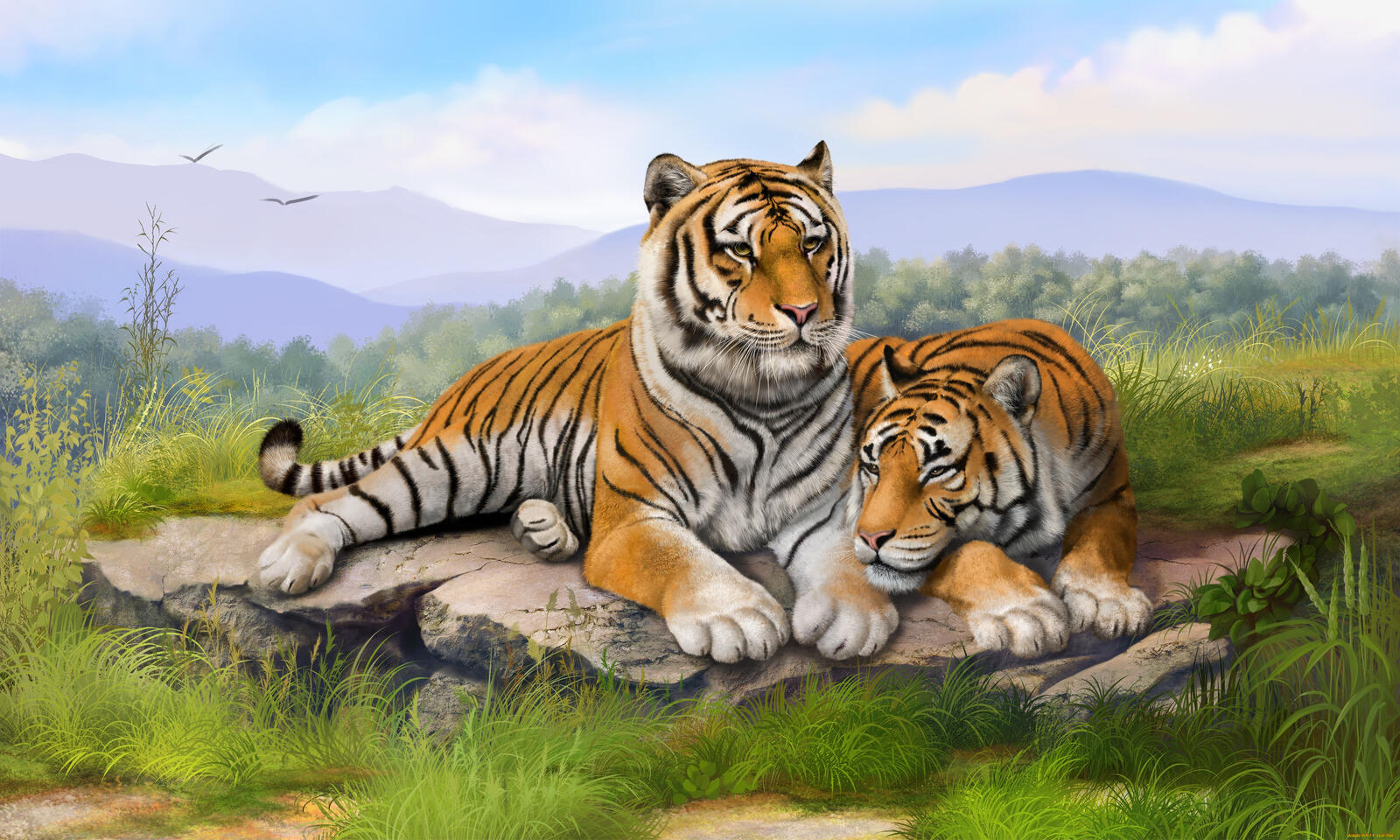 Обои тигры хищники тигр и тигрица на рабочий стол
