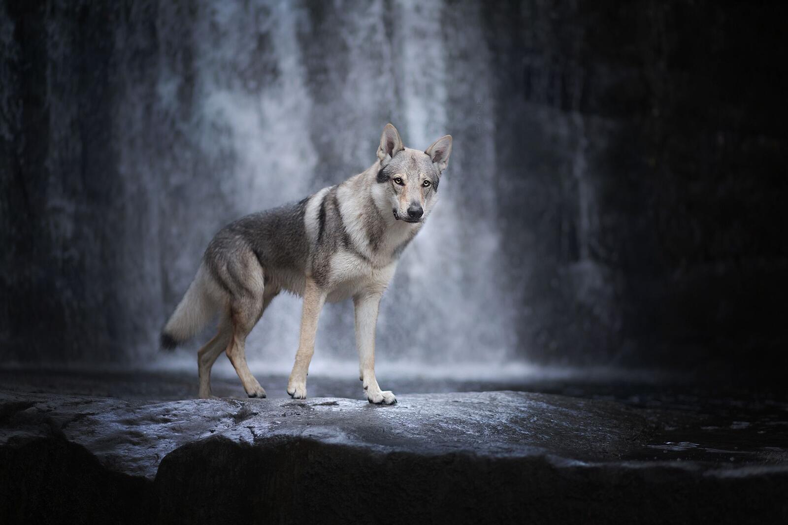 Wallpapers a predator a wolf on a waterfall an animal on the desktop