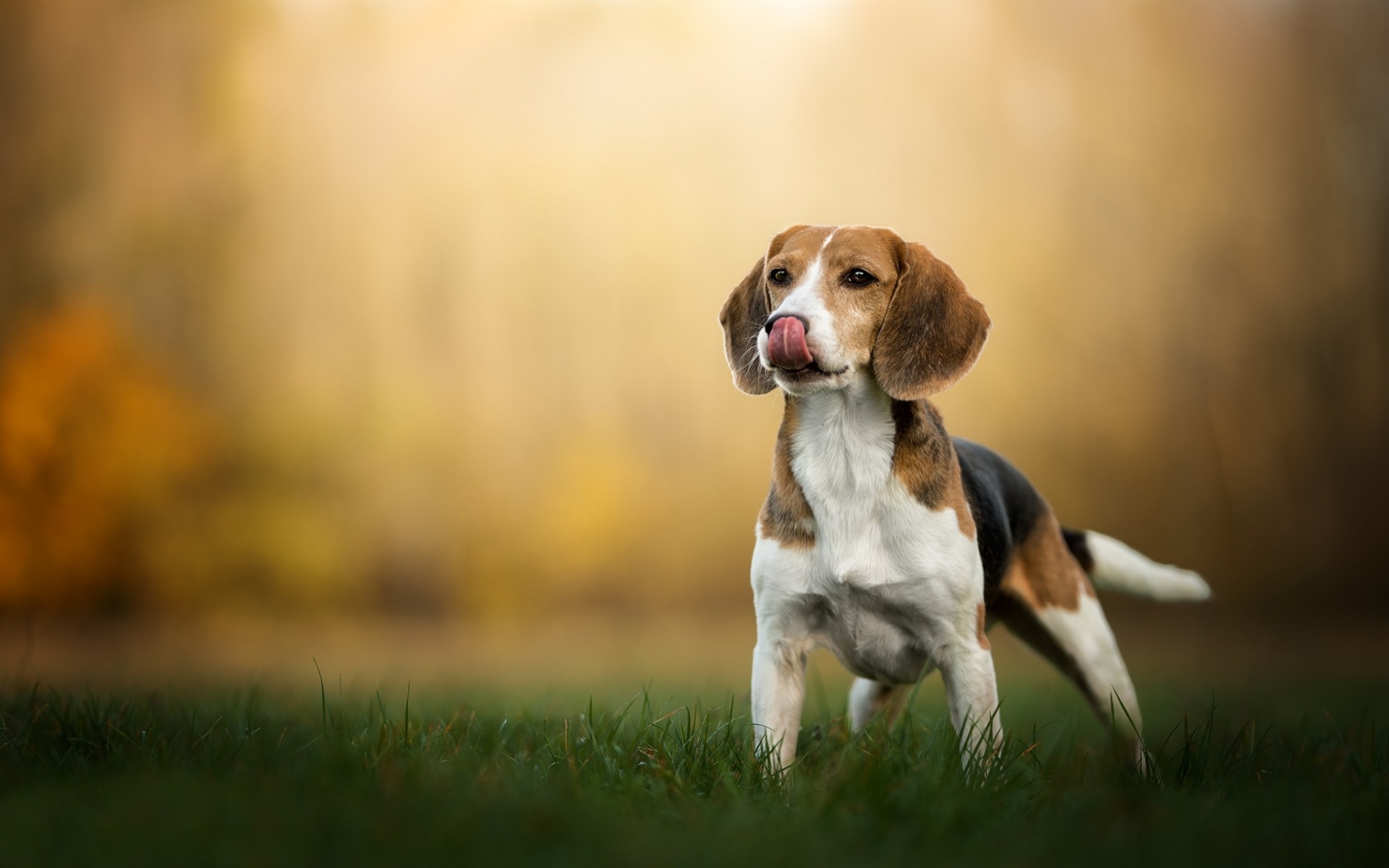 Wallpapers beagle dogs tongue on the desktop