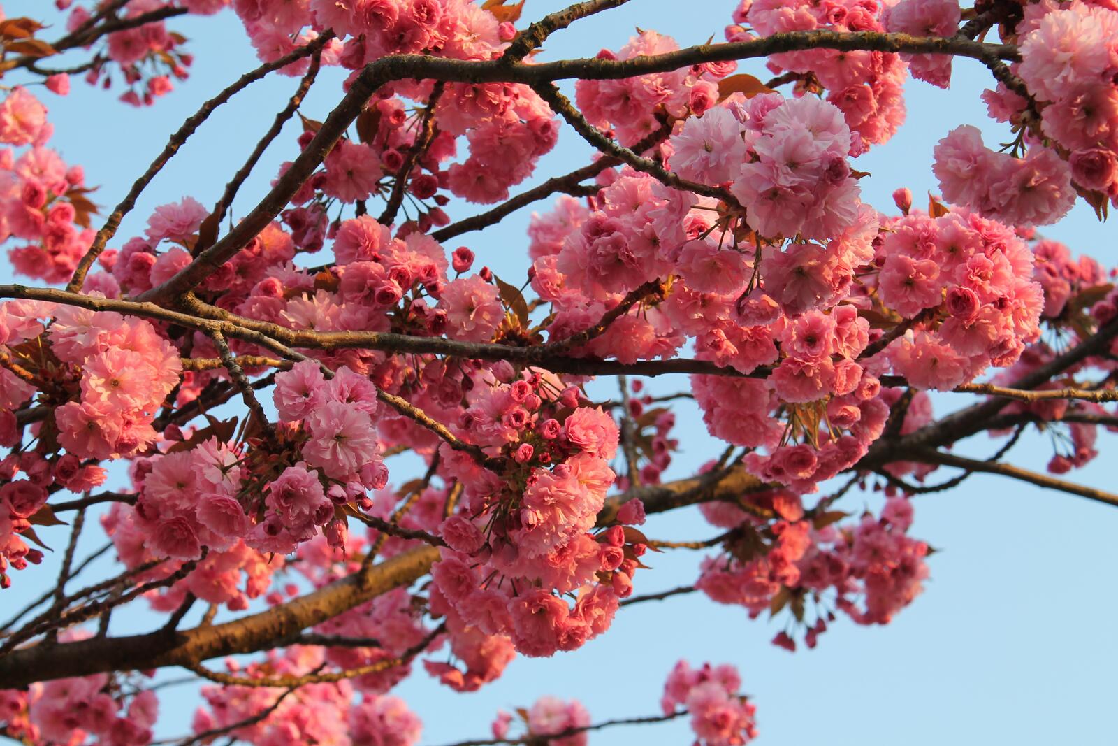 Wallpapers branch fruits cherry blossom on the desktop