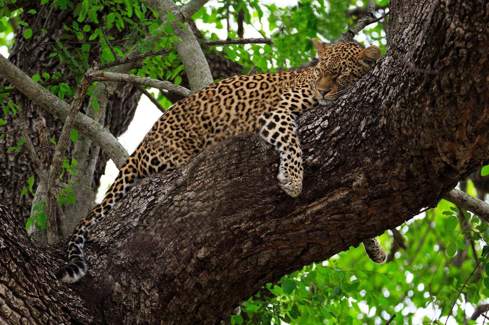 Обои леопард спать дерево на рабочий стол