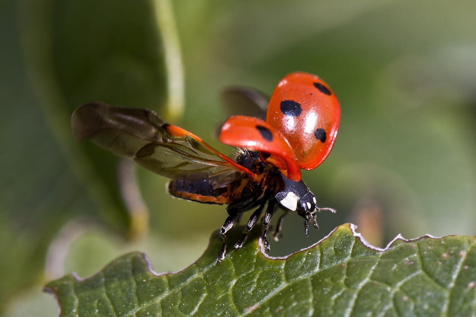 Wallpapers wildlife ladybug arthropod on the desktop