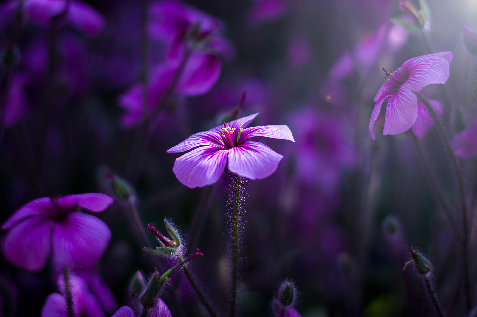 Бесплатное фото Фиолетовый полевой цветок