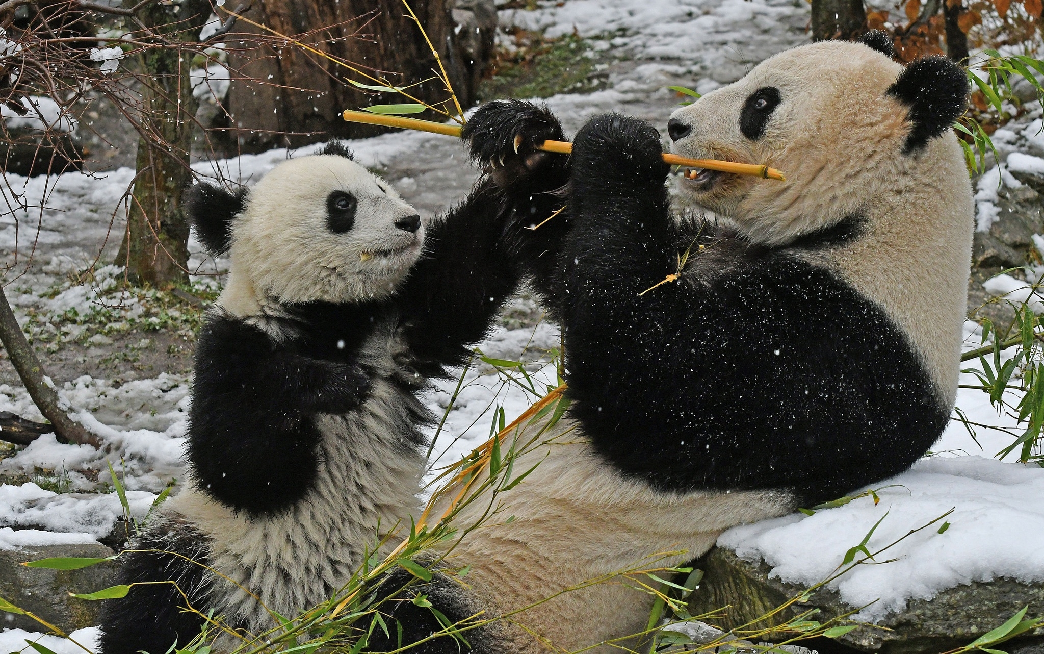 Wallpapers bamboo wallpaper panda animals on the desktop