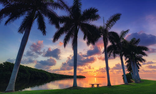 Пальмы в Майами