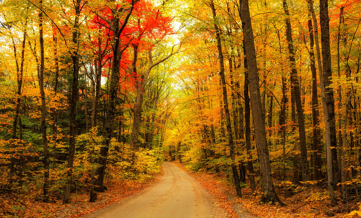 Download autumn, the road free wallpaper
