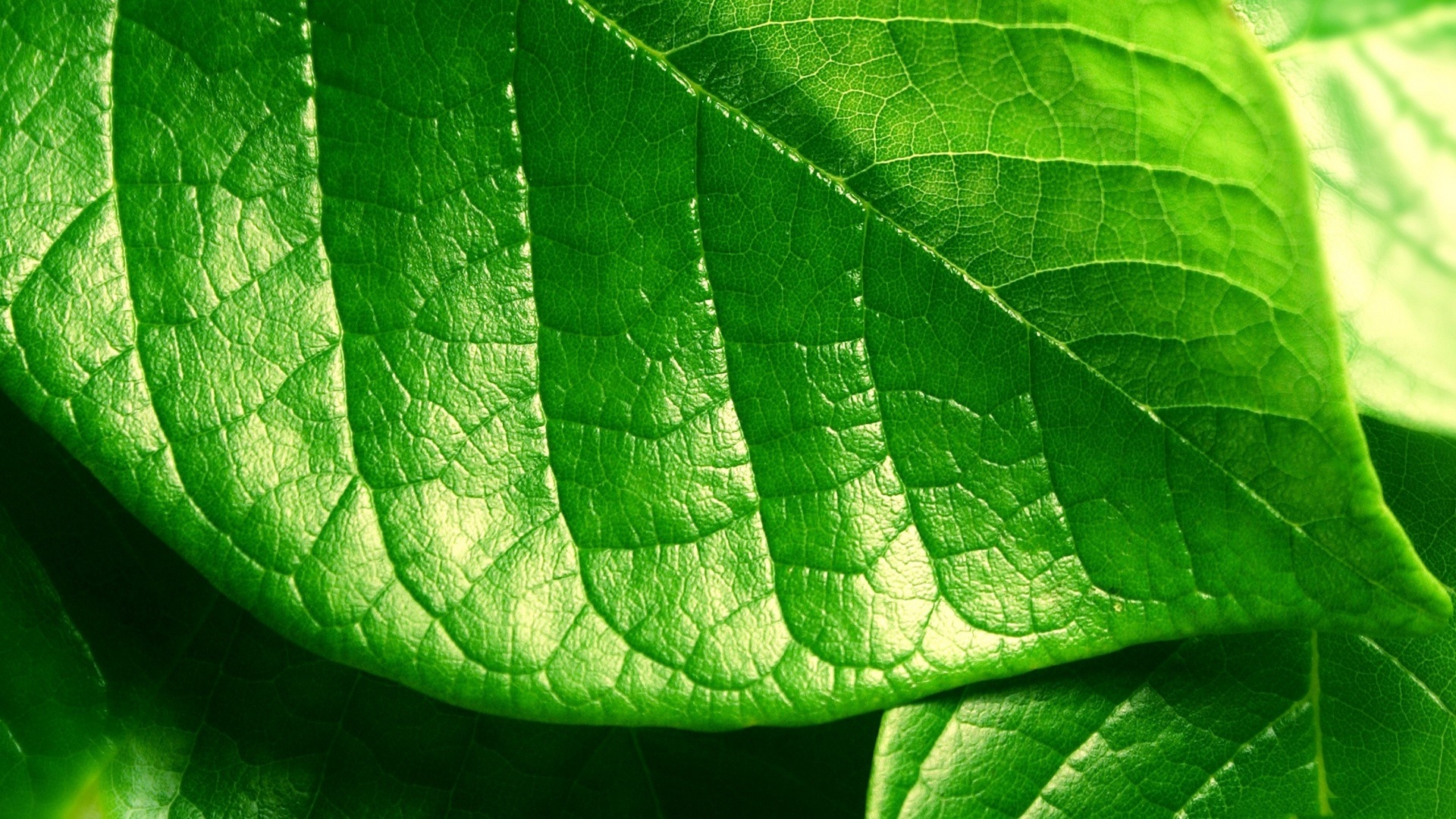 Wallpapers botany macro leaf on the desktop