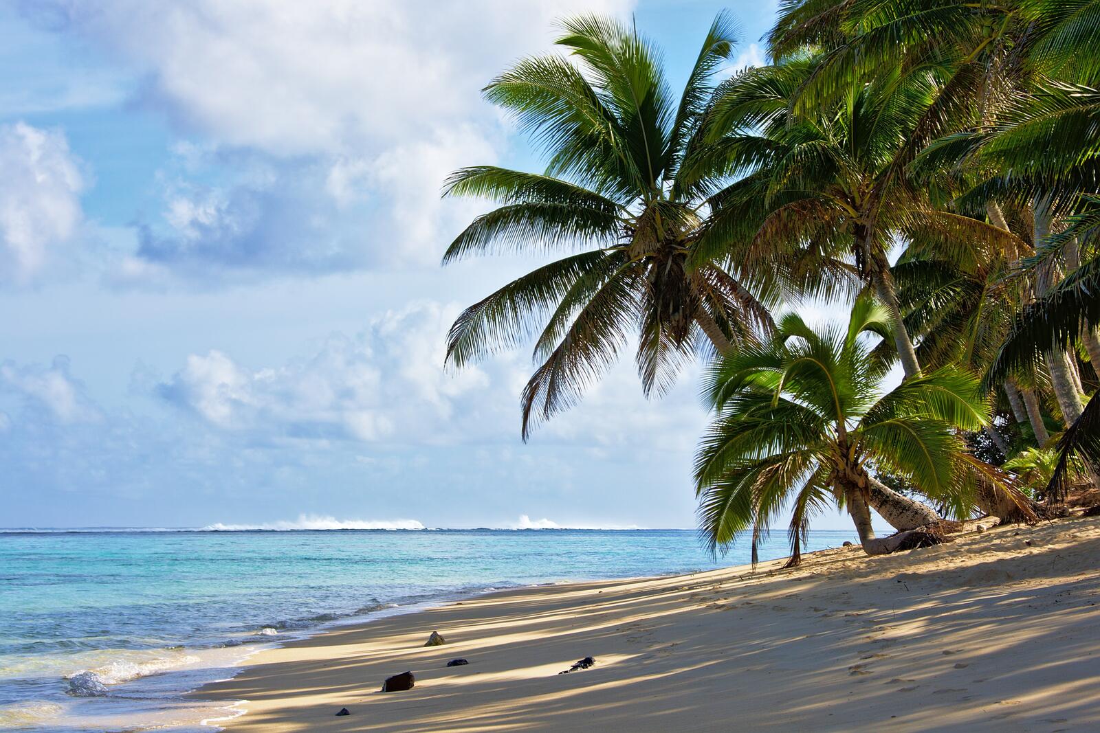 Обои пальмовые деревья пляж горизонт на рабочий стол