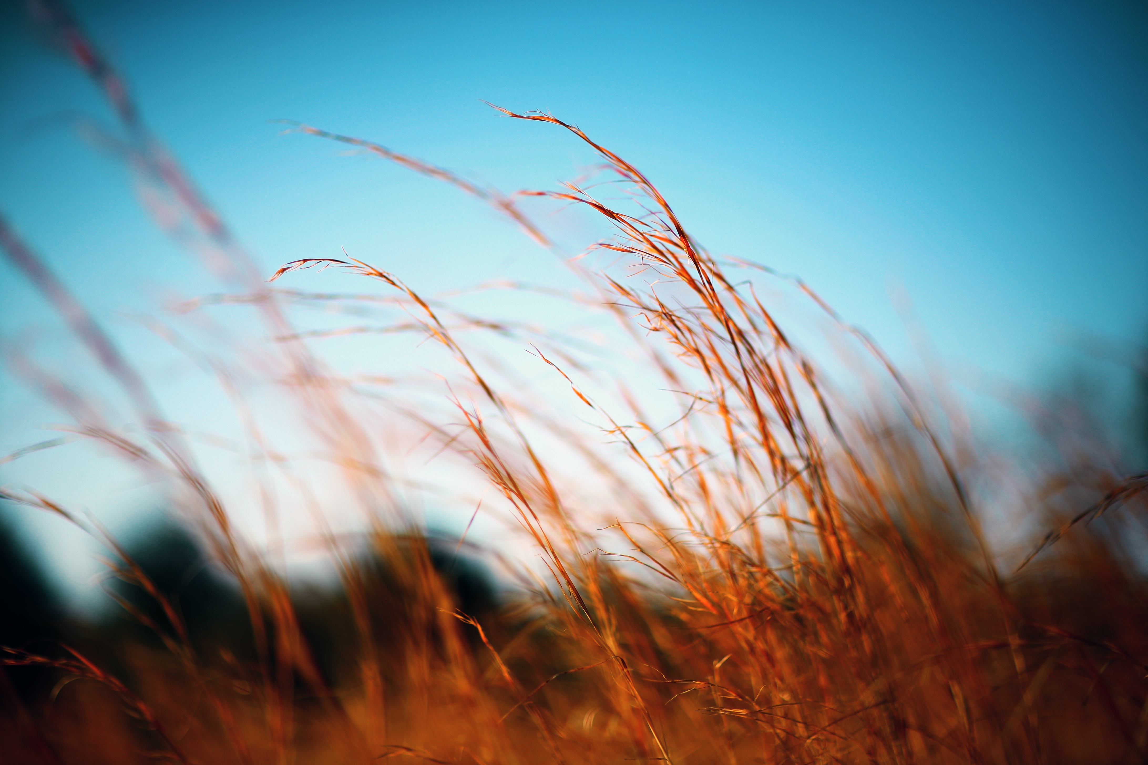 Ветре ое утро. Трава на ветру. Ветер в поле. Пушистая трава в поле. Ветер в природе.