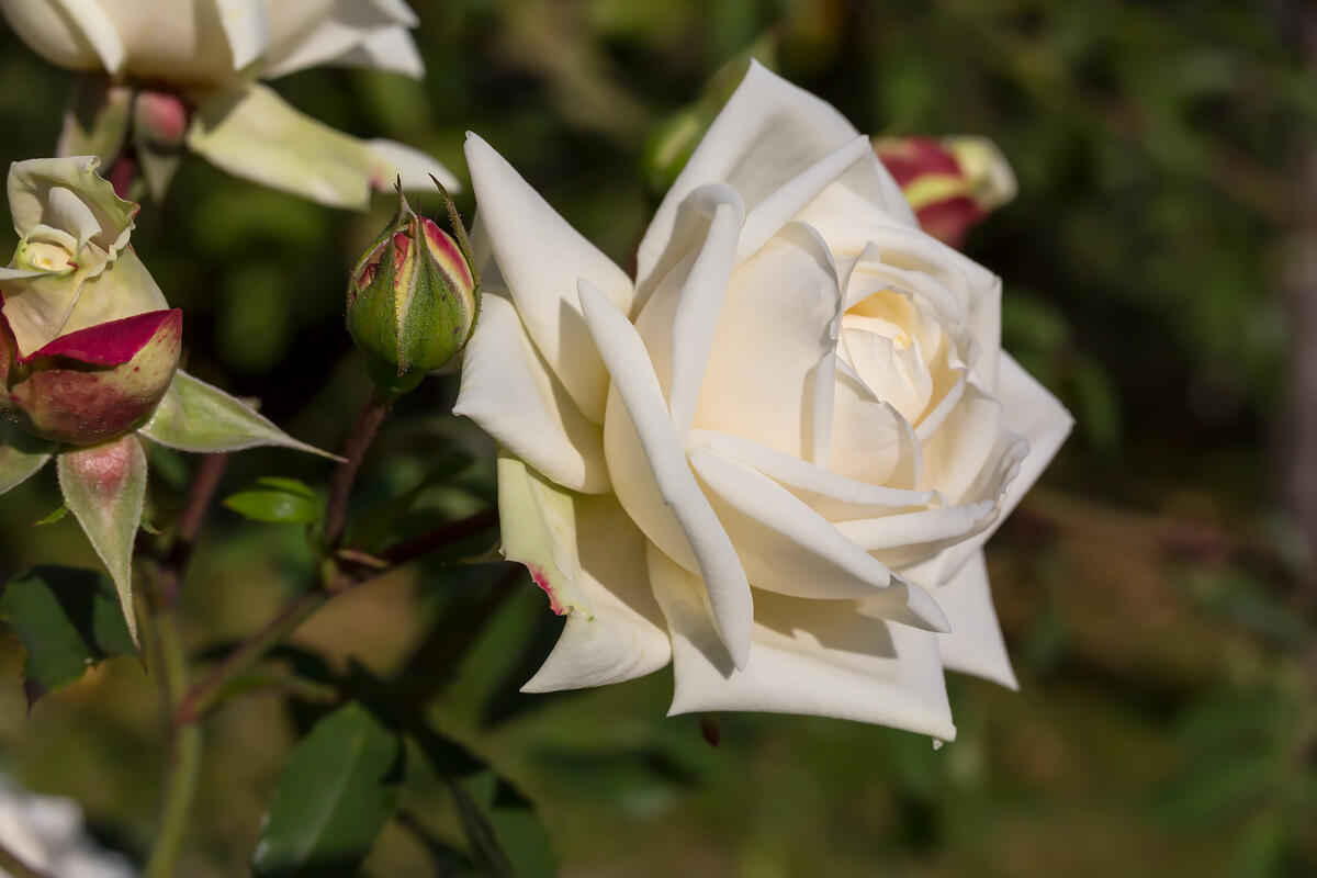 Цветок белой розы