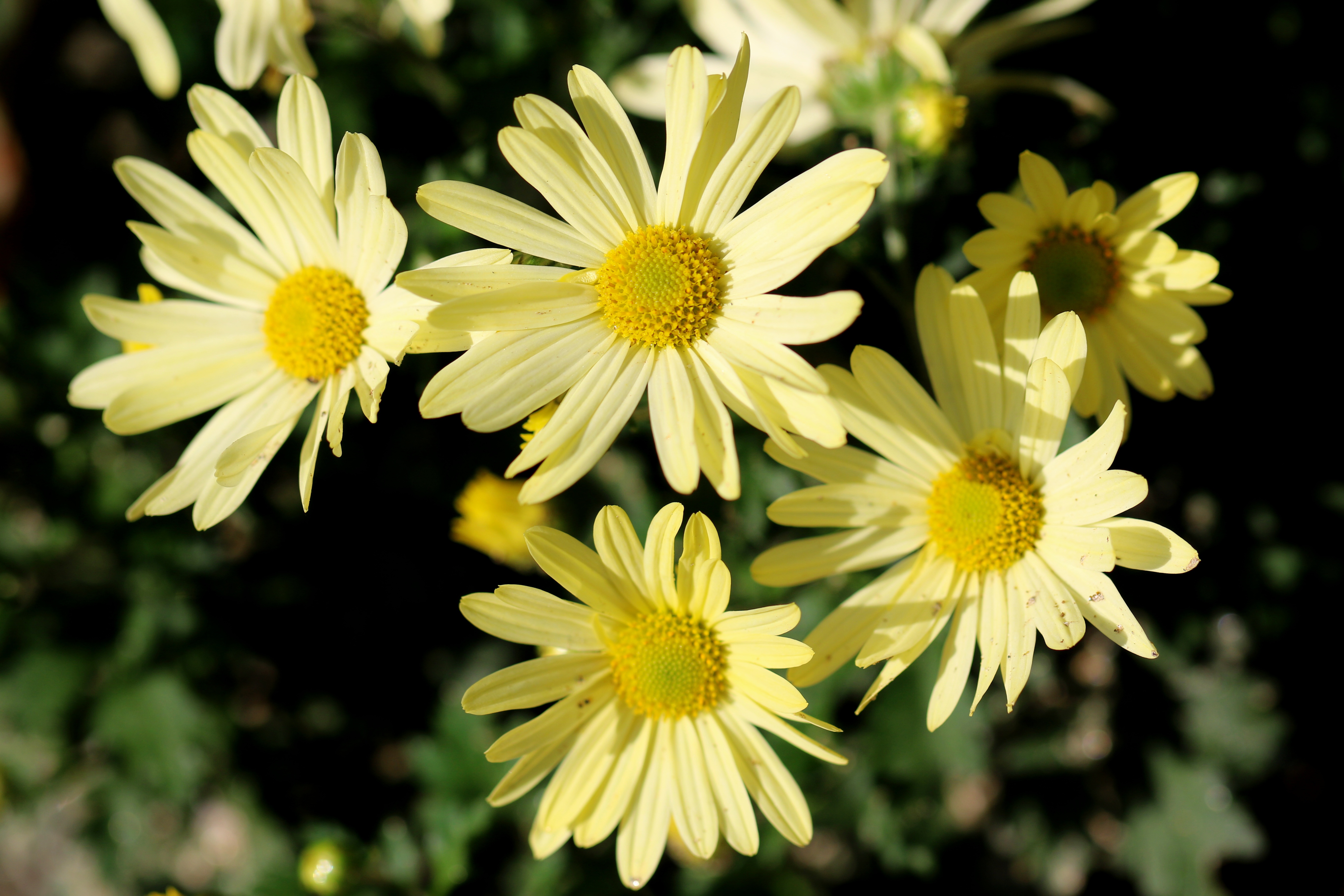 Фото бесплатно цветок, желтый, матрица