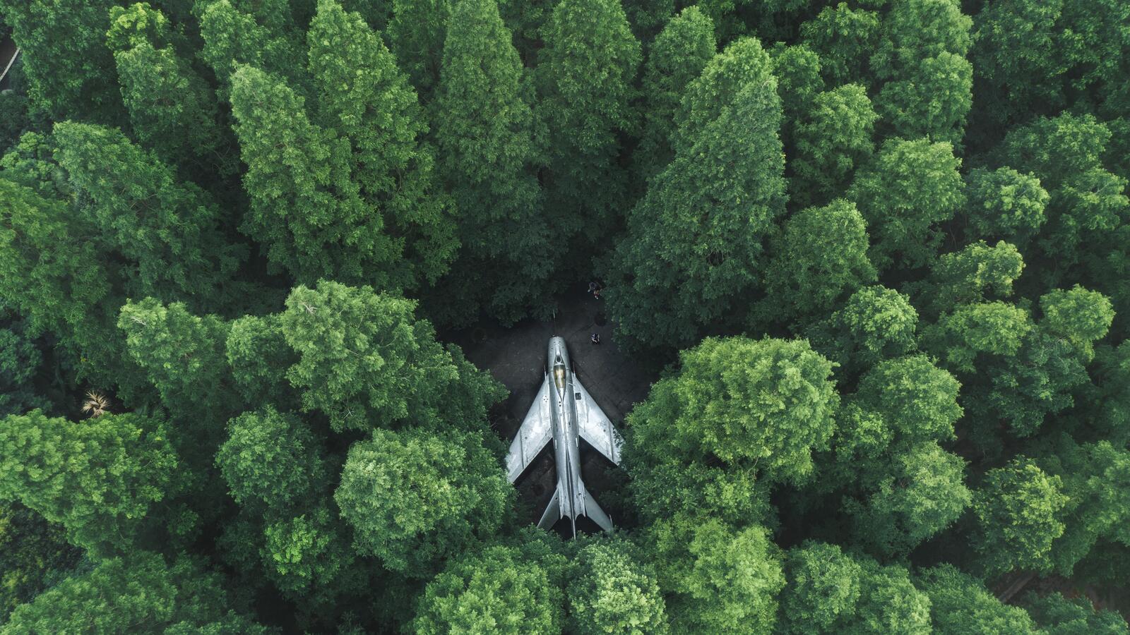 Обои деревья лес самолет на рабочий стол