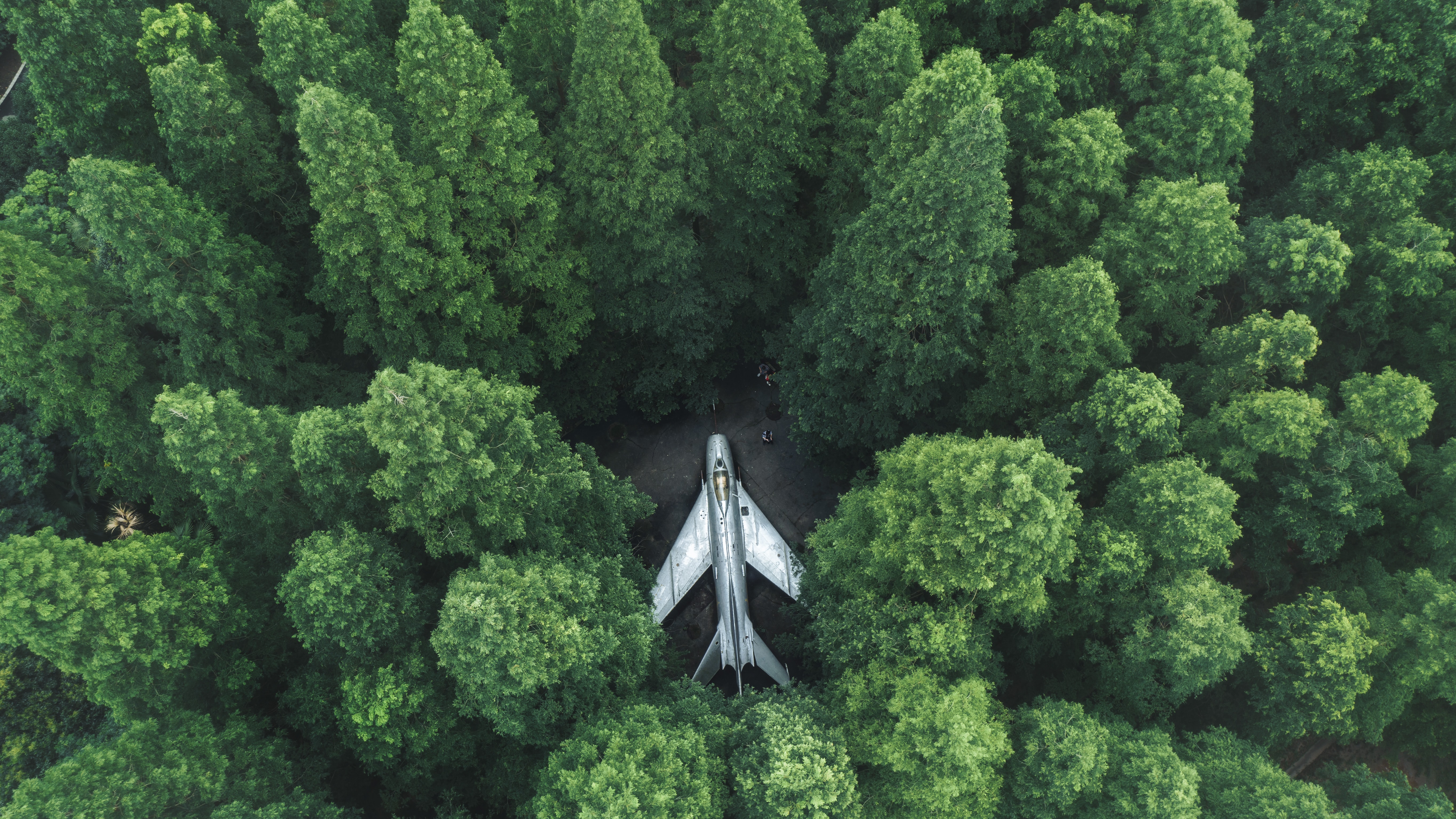桌面上的壁纸树木 森林 飞机