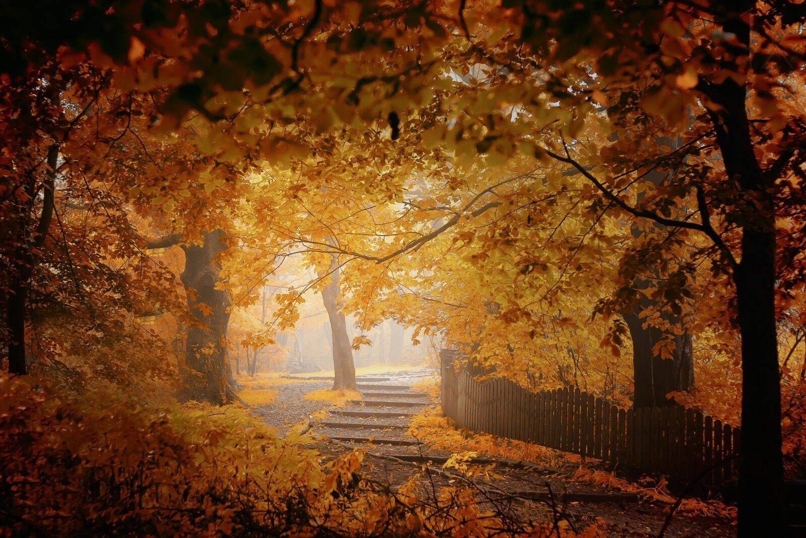 Бесплатное фото Осенние желтые листья в парке