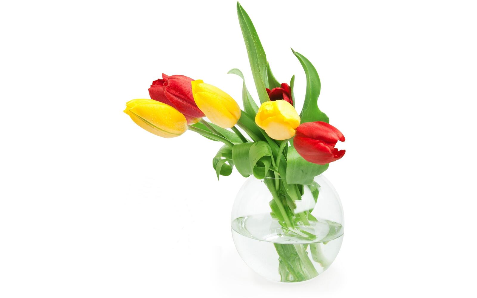Free photo Bouquet of colored tulips on white background