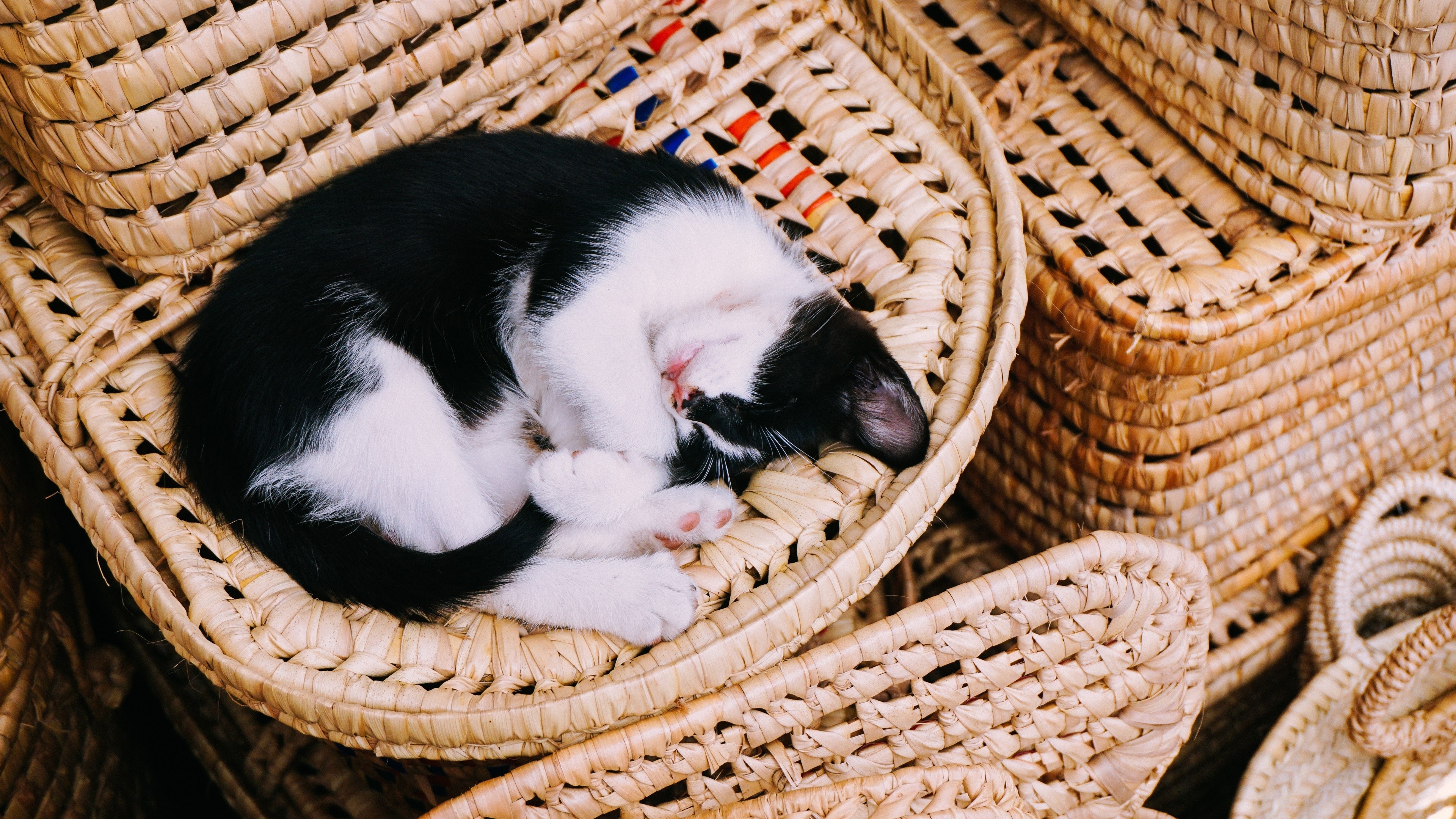 Фото бесплатно котенок на обоях, спать, ленивый