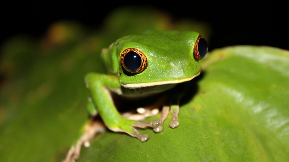 A green frog on a green leaf.