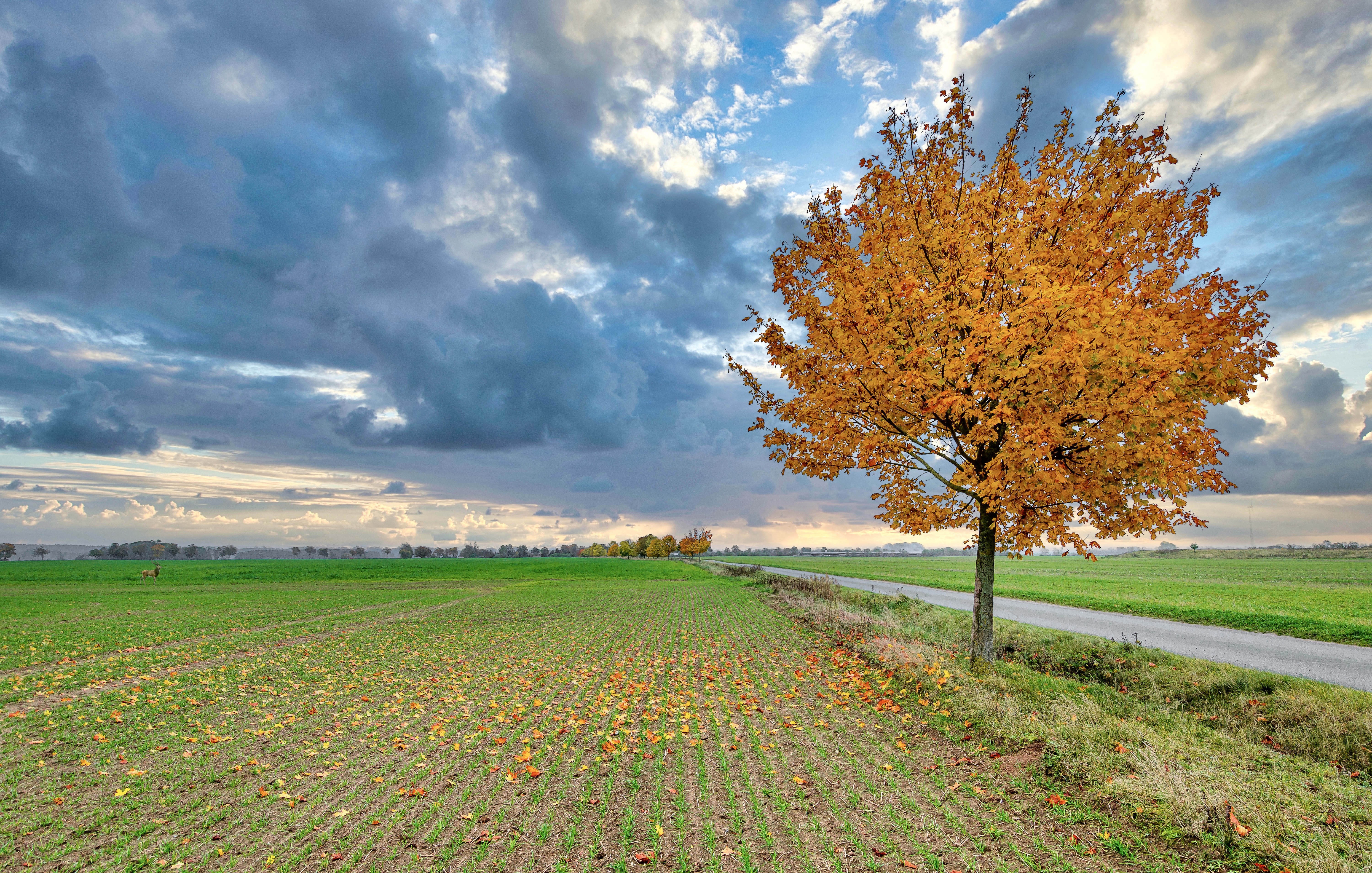 single tree landscape