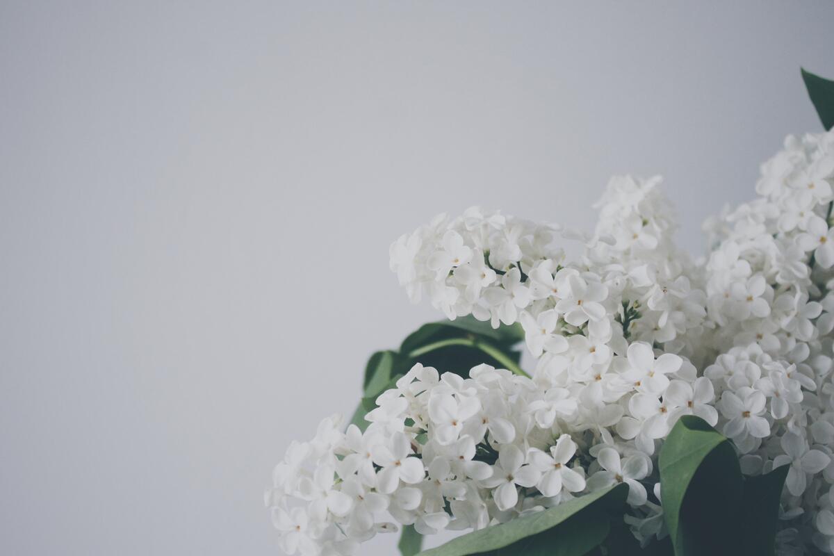 Белые цветы гортензии