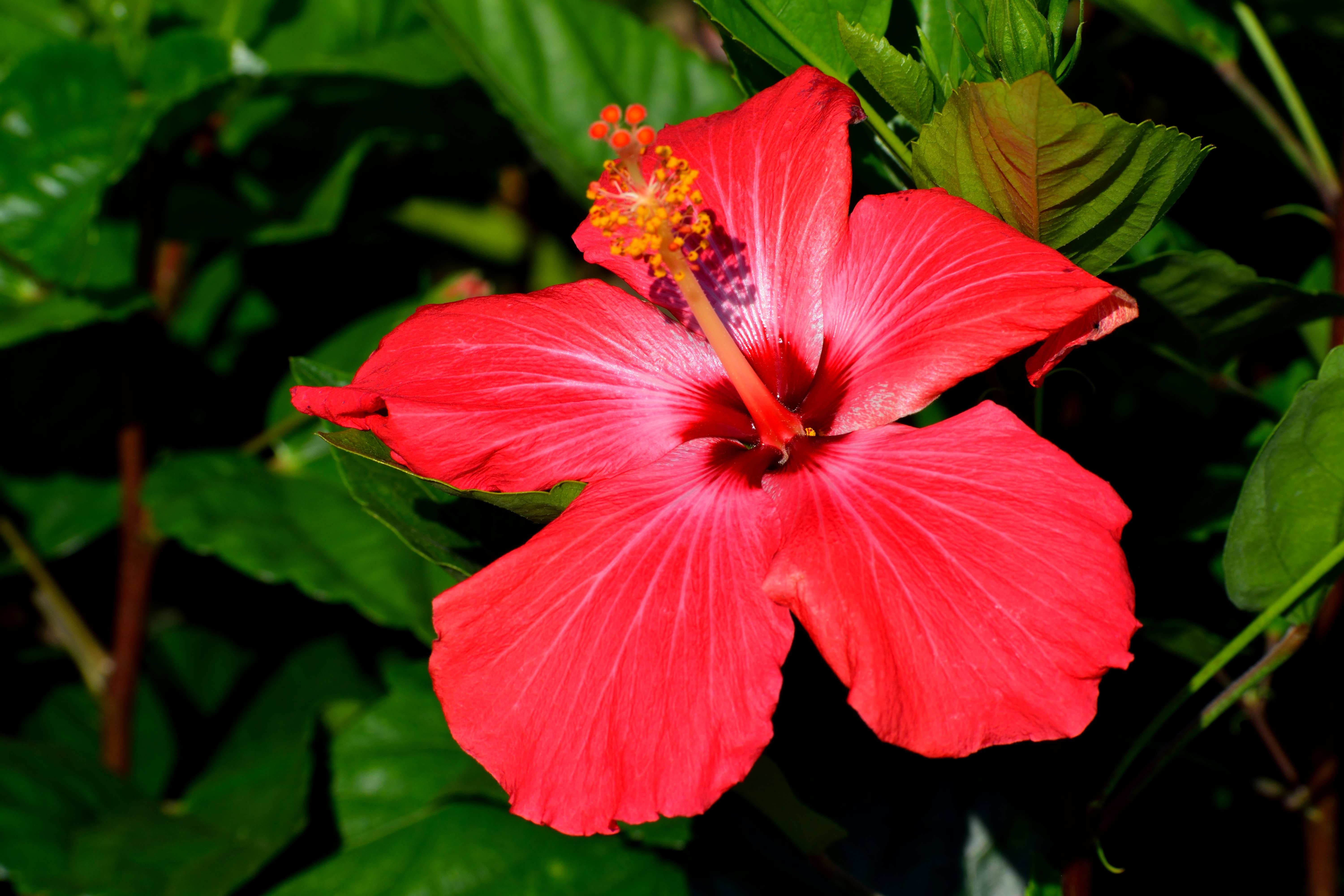 Фото бесплатно цветы, красный, гибискус