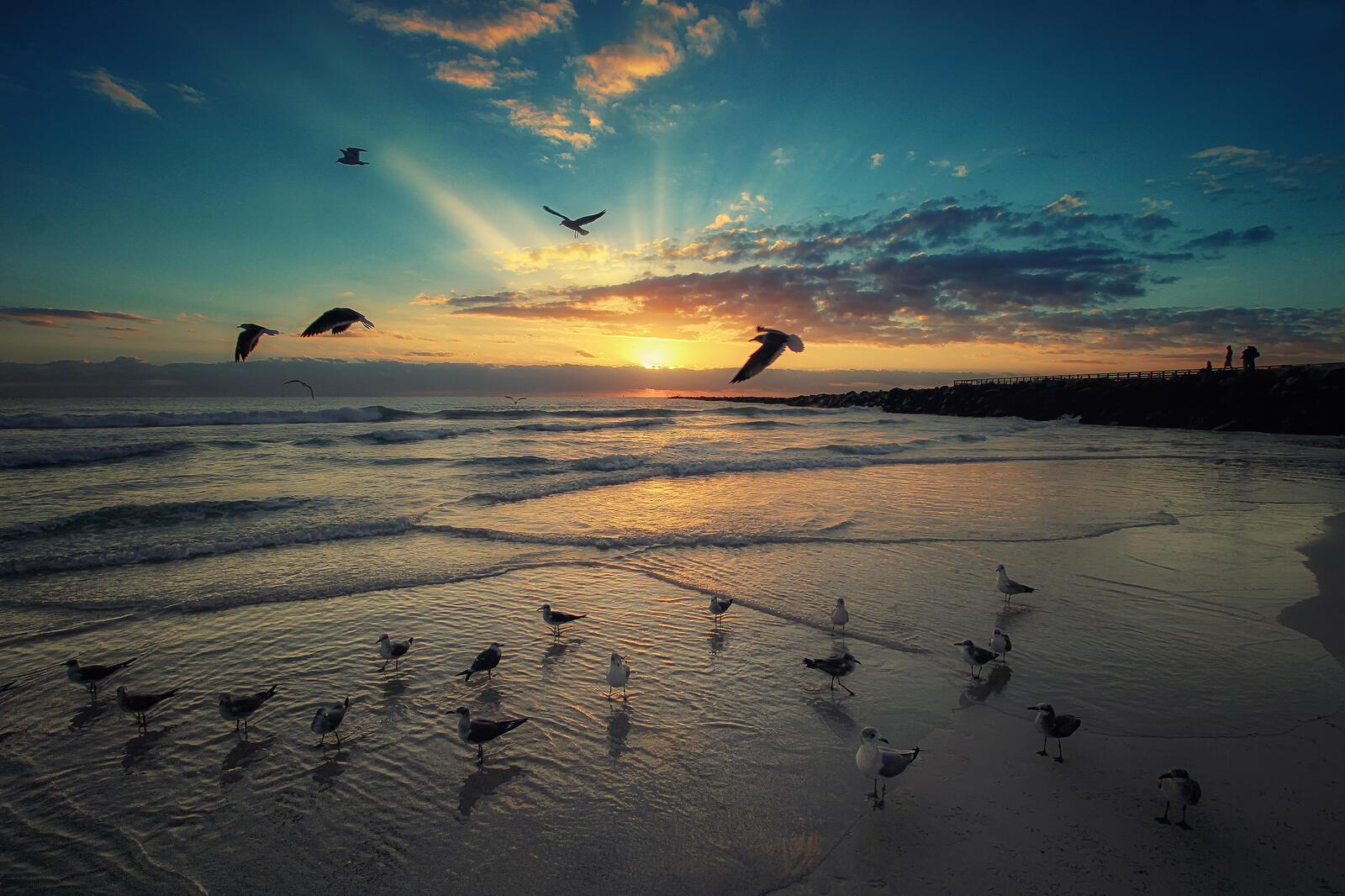 免费照片迈阿密海岸上的海鸥