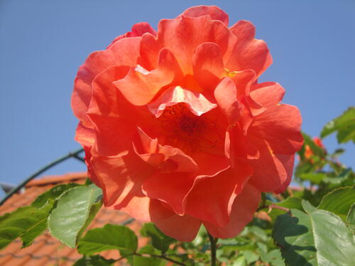 Роза на солнце