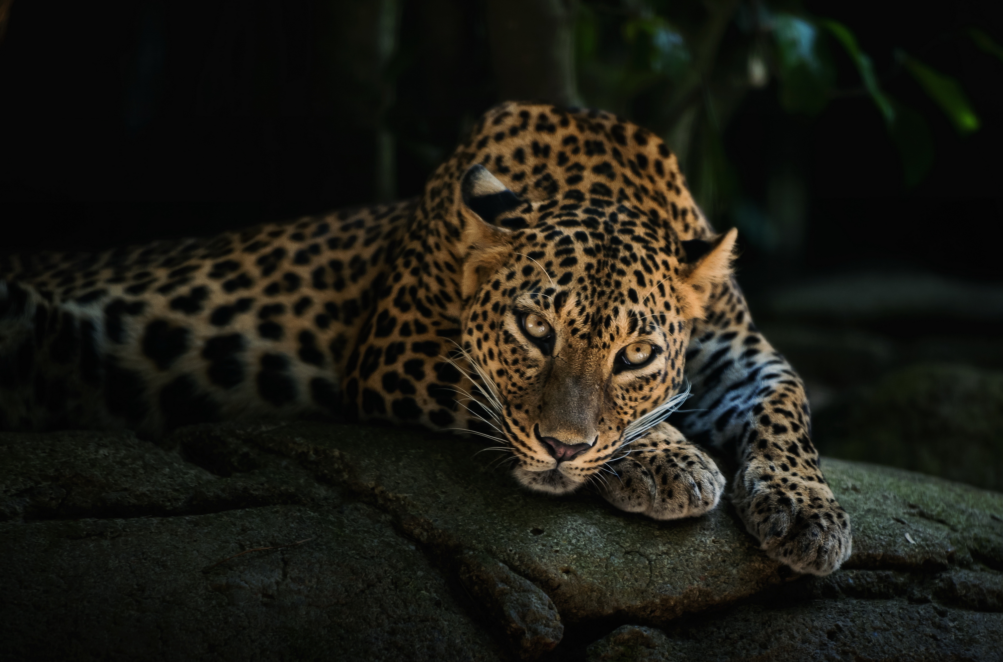 Фото бесплатно обои леопард, лежа, дикая природа