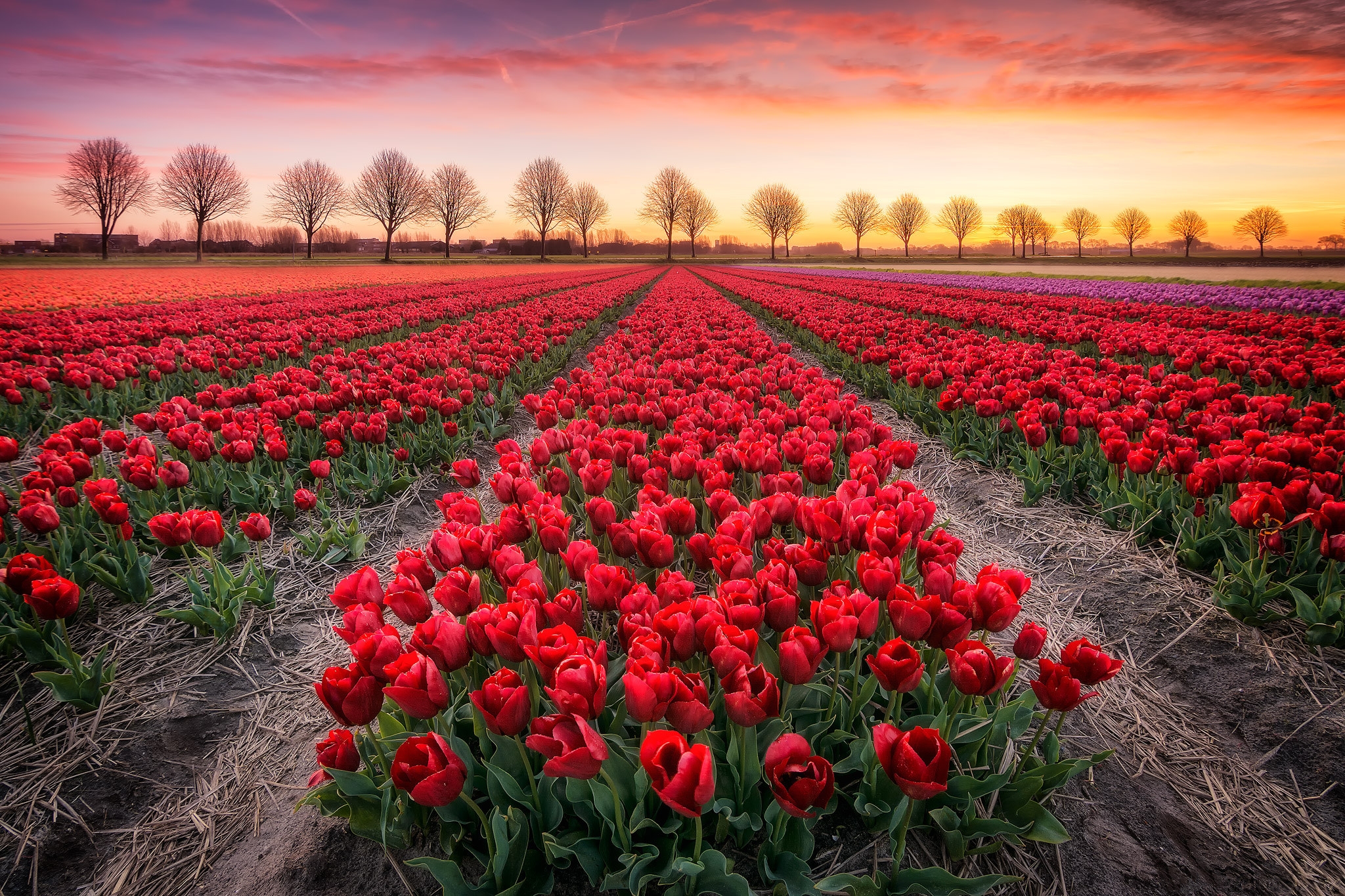 Поле тюльпанов. Плантации роз в Голландии. Тюльпановые плантации. Тюльпаны красные плантация Голландия. Маковые поля Голландия.