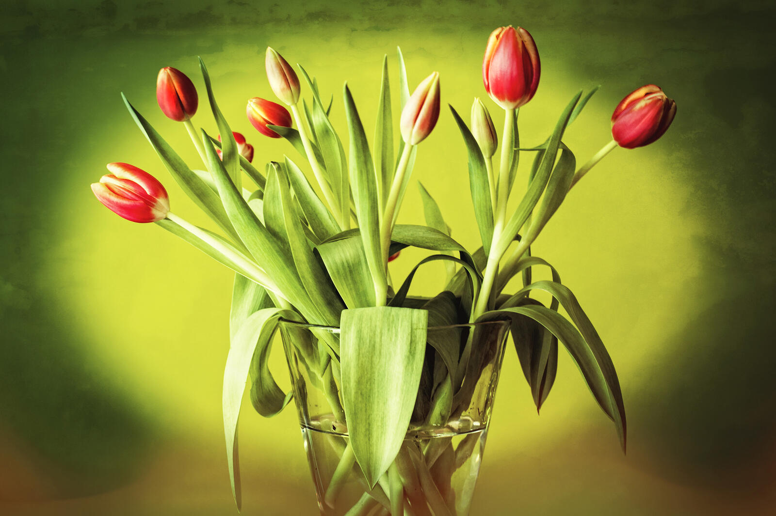 Обои цветы красные тюльпаны букет на рабочий стол