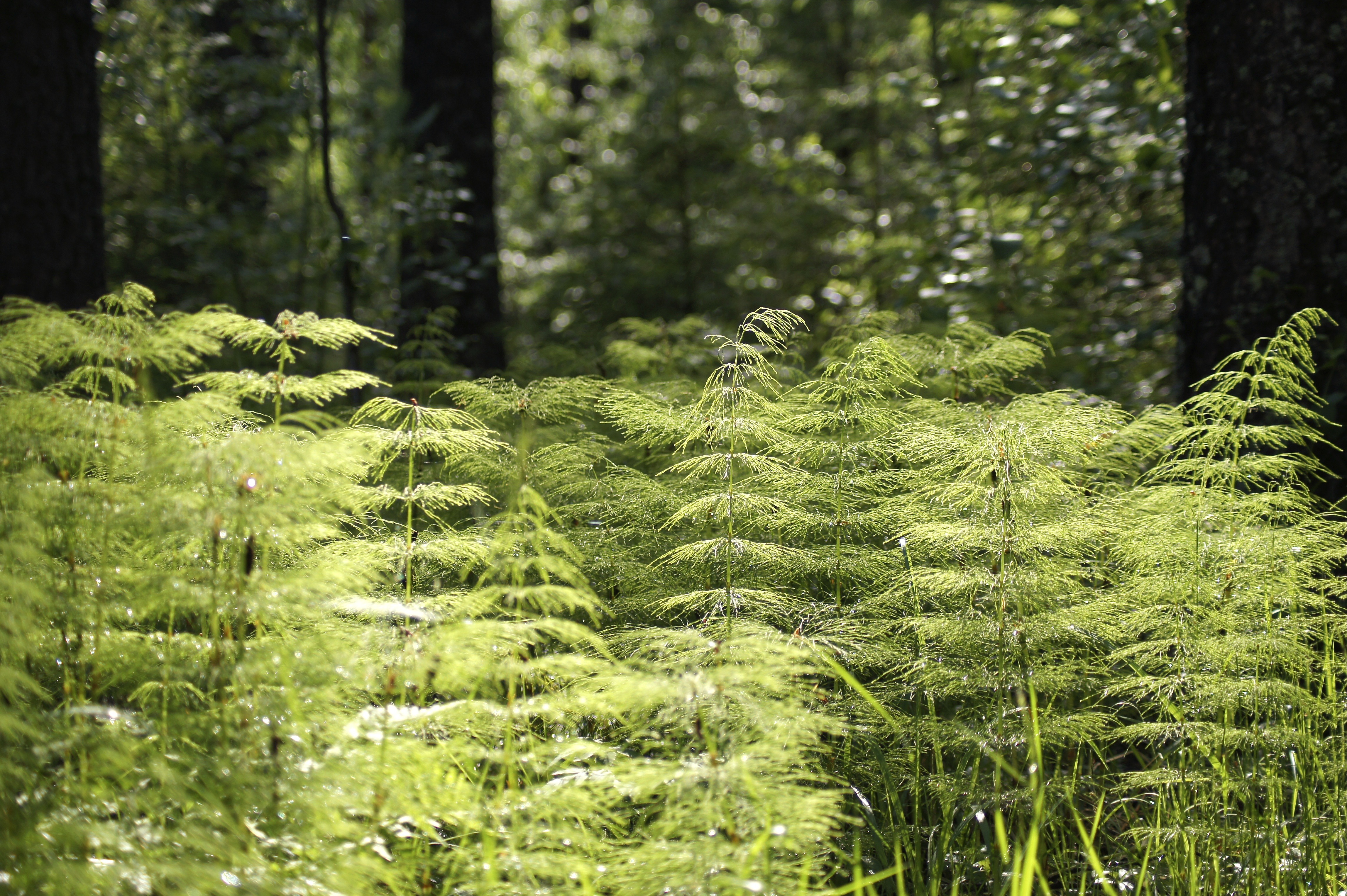 Фото бесплатно умеренный широколистный и смешанный лес, лиственный, флора