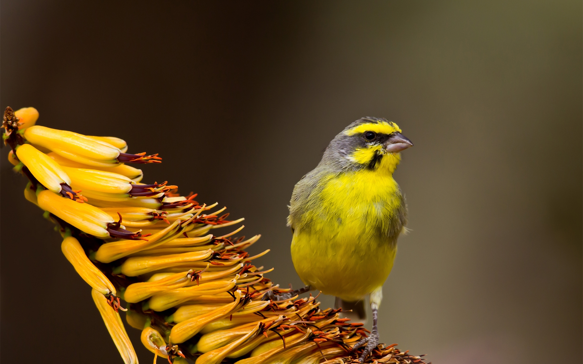 Фото бесплатно стоя, птицы, обои желтая птица