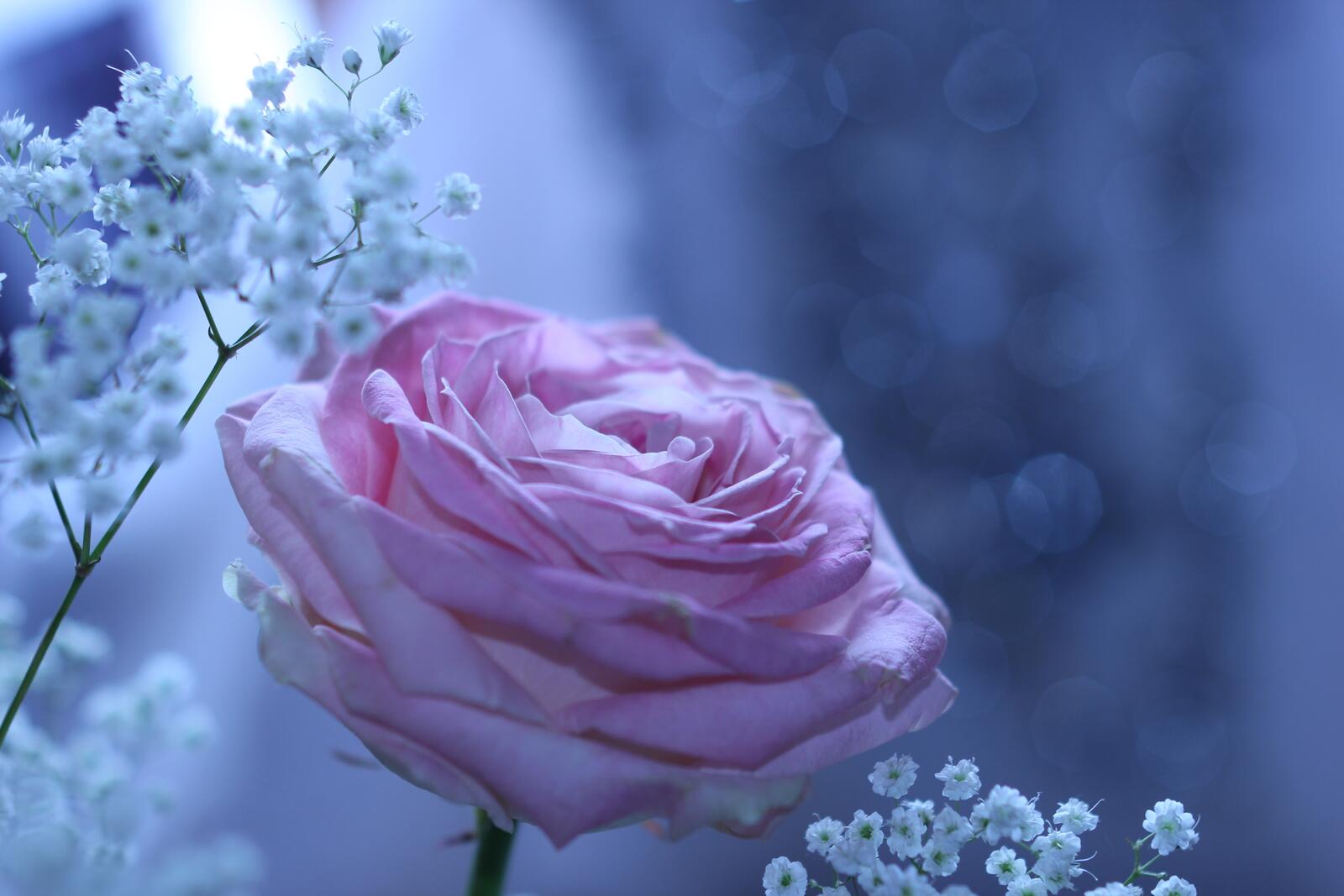 Обои обои розовая роза фотографии размытый фон на рабочий стол