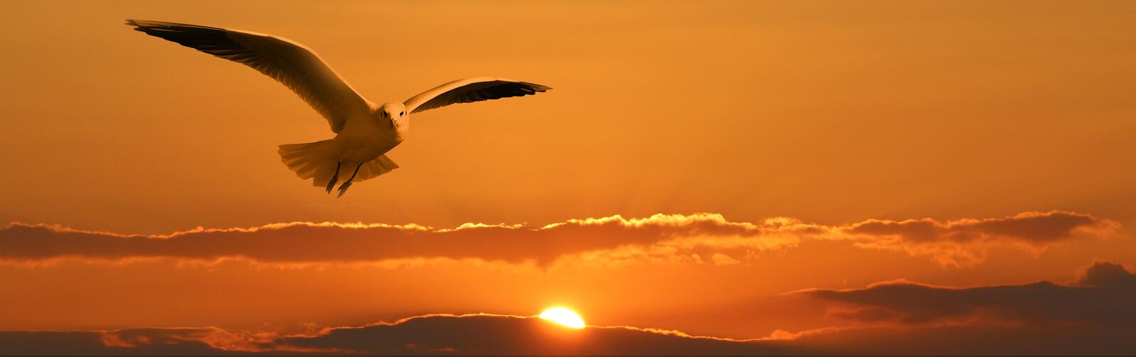 Wallpapers fly sunset seagull on the desktop
