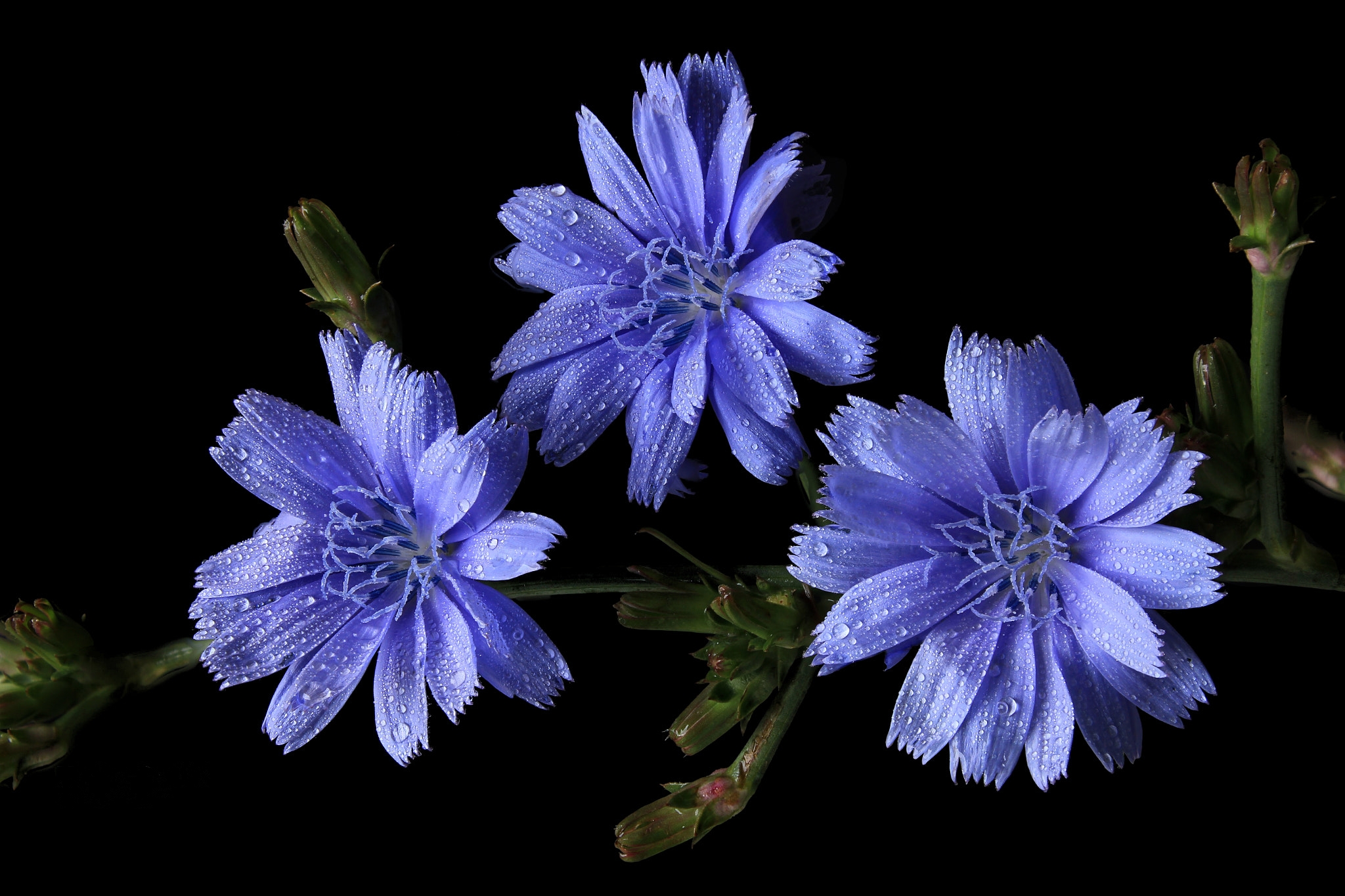 Wallpapers chicory flowers drops on the desktop