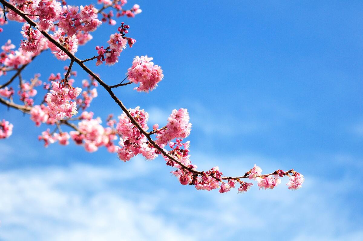 Pink flowers on a tree branch