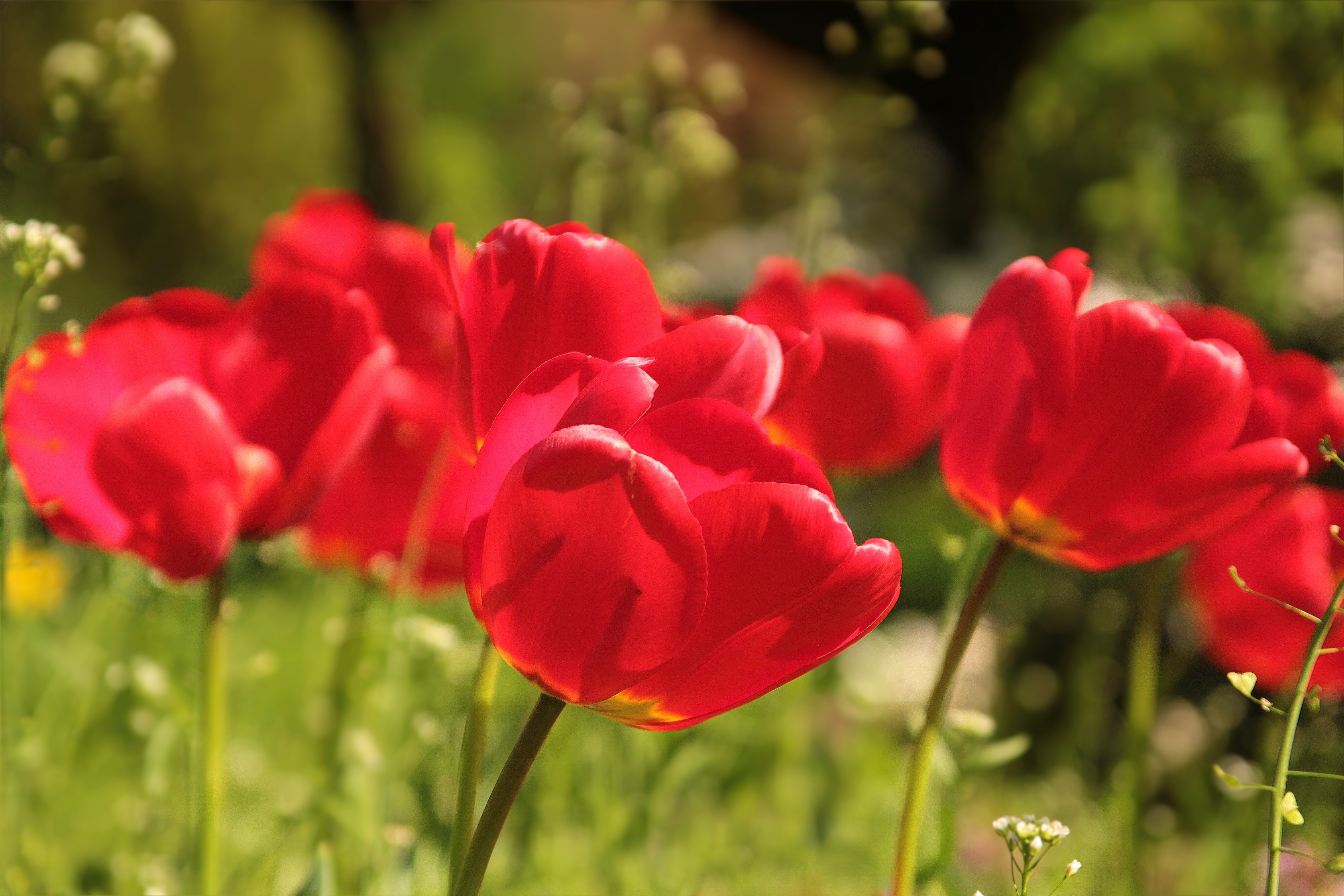 Фото бесплатно весна, цветок, флора
