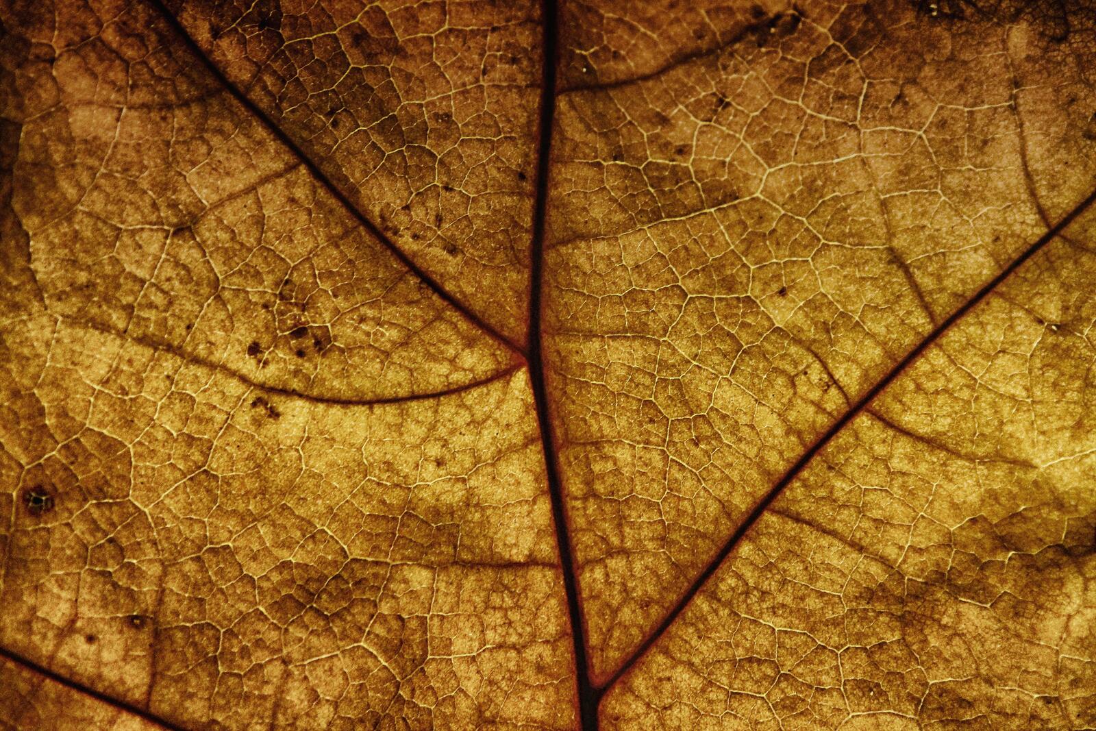 Wallpapers leaf veins background structure on the desktop