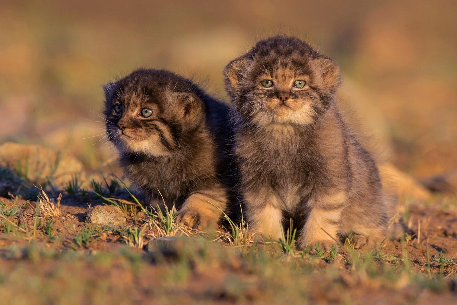 Wallpapers wild cats cute photography on the desktop