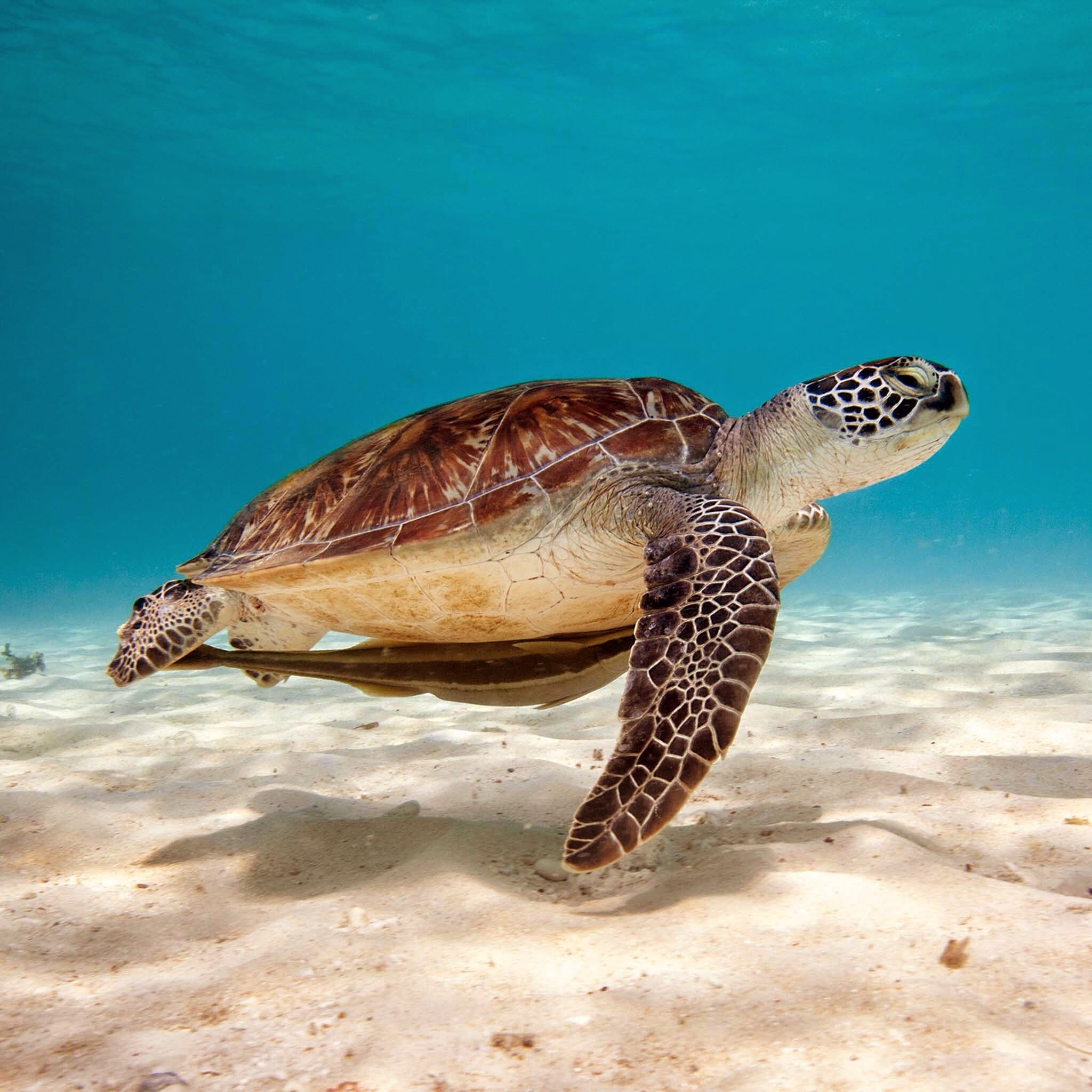 Фото бесплатно море, фауна, морская черепаха