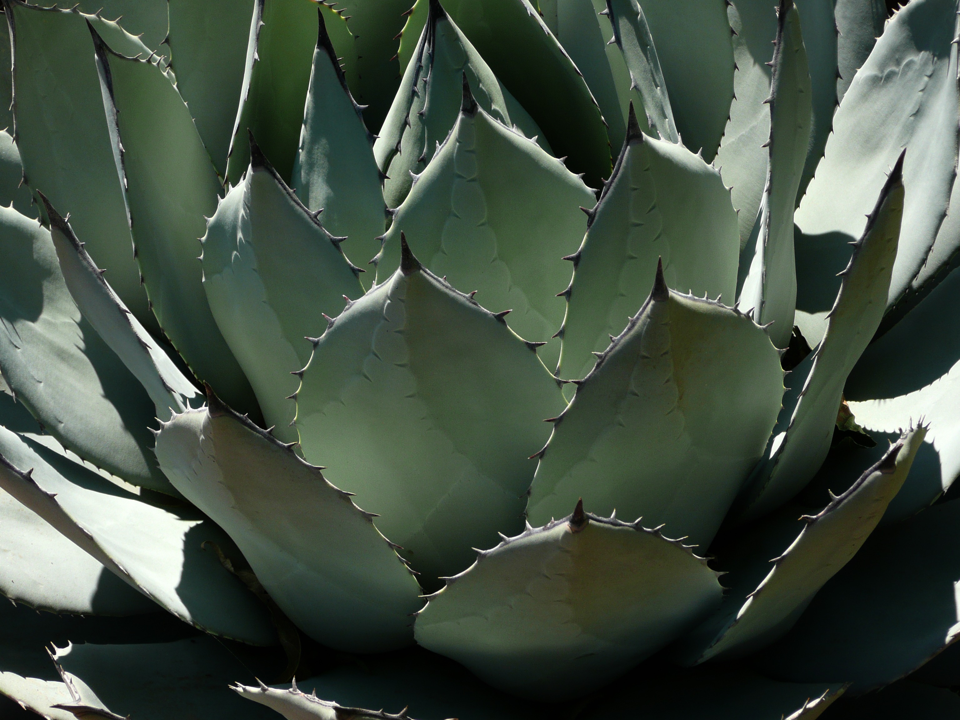 Фото бесплатно природа, кактус, растение