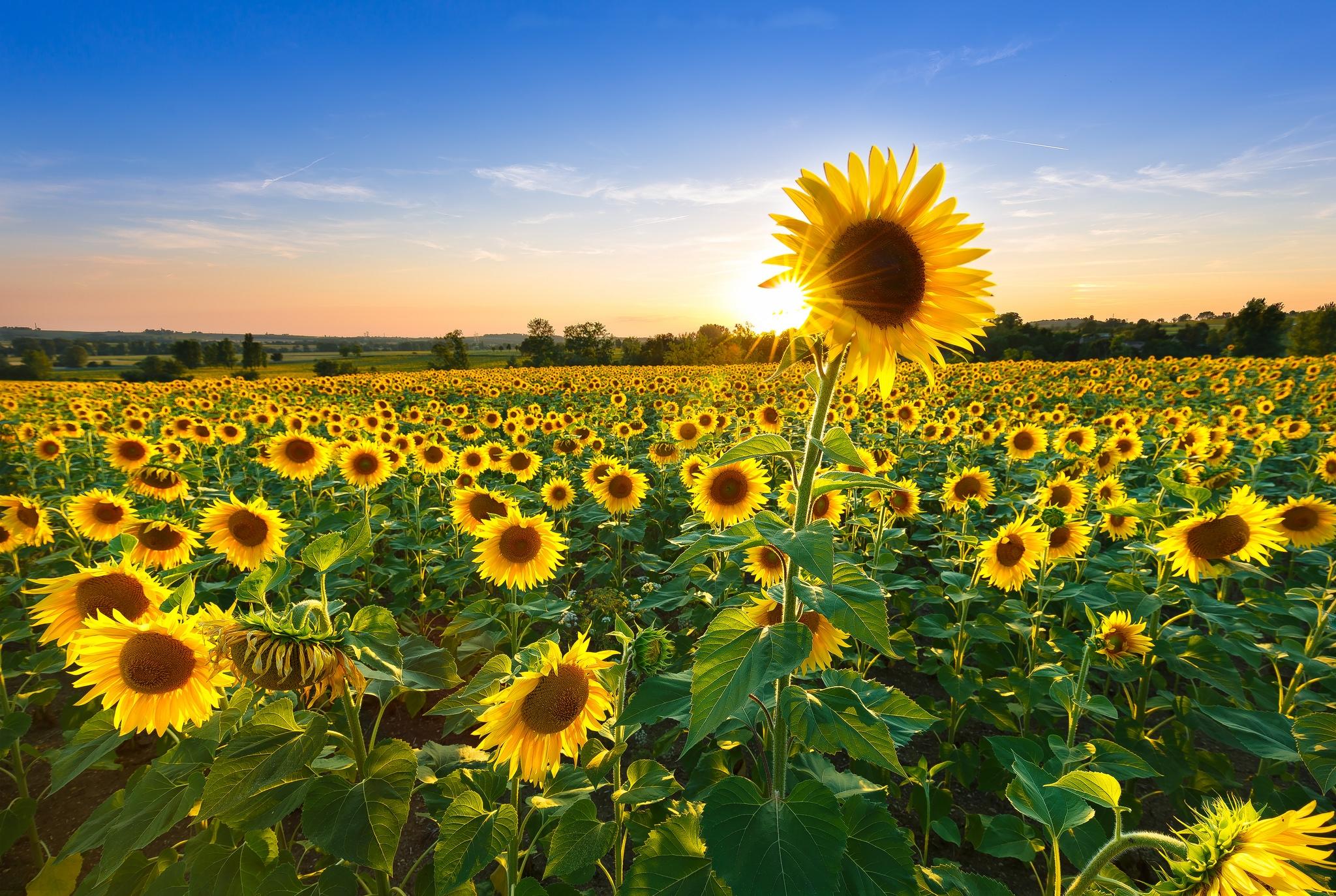Photo free landscape, large field, sunflower field