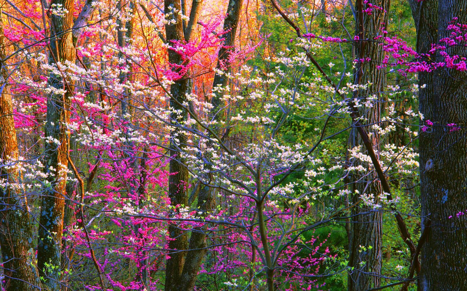 Обои природа лес весна на рабочий стол