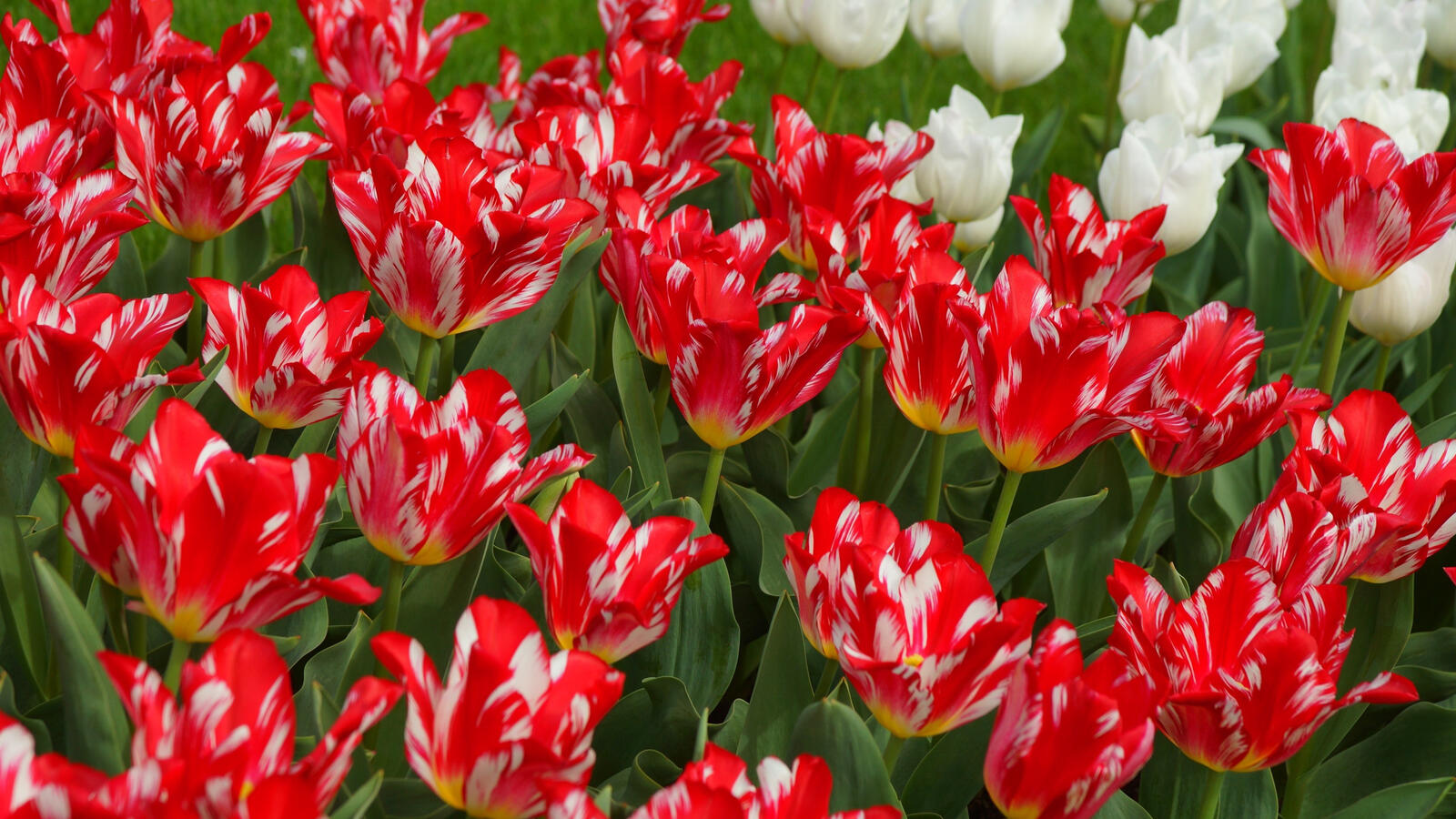Wallpapers wallpaper red tulips red flowers garden on the desktop