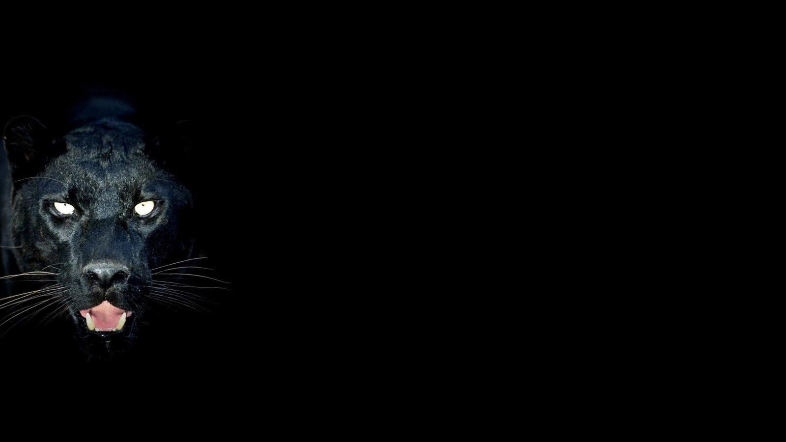 Бесплатное фото Морда чёрной пантеры на черном фоне