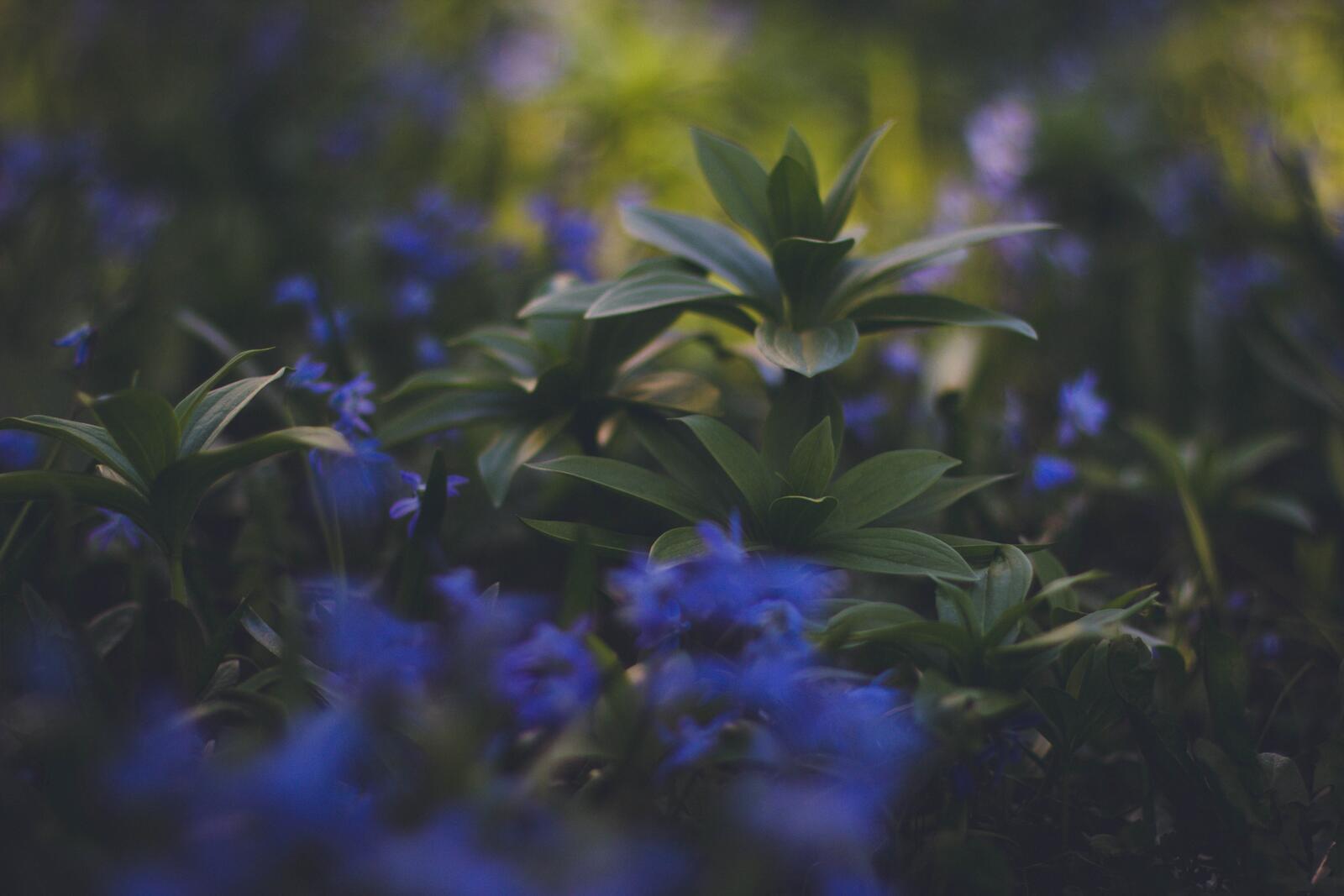 Wallpapers blue flowers blurred plants on the desktop