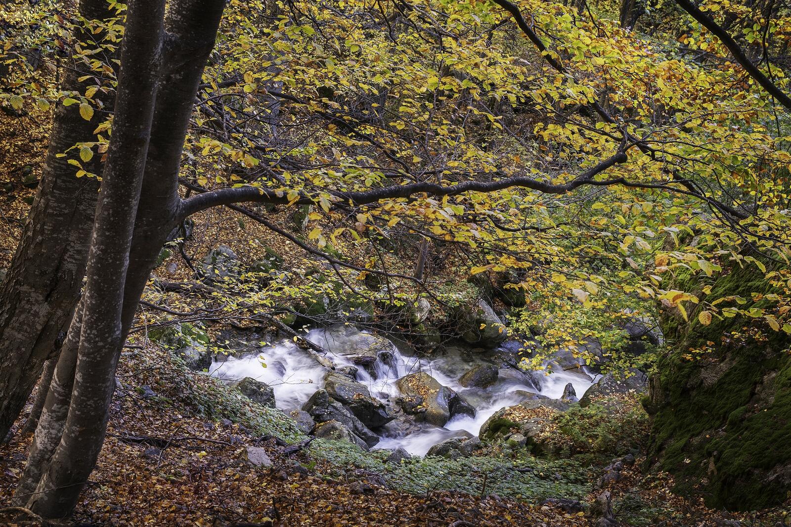 免费照片秋日森林中的小瀑布