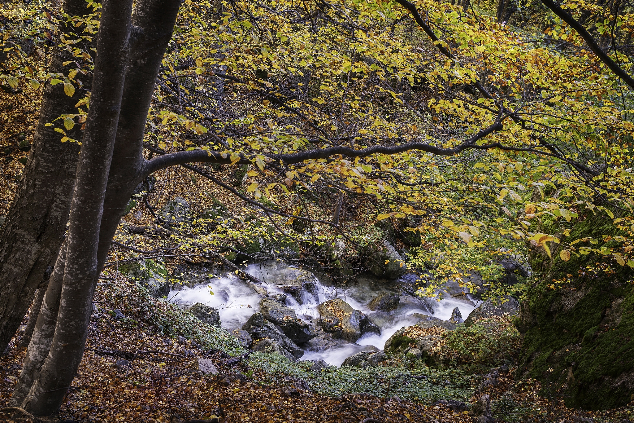 Бесплатное фото Небольшой водопад в осеннем лесу