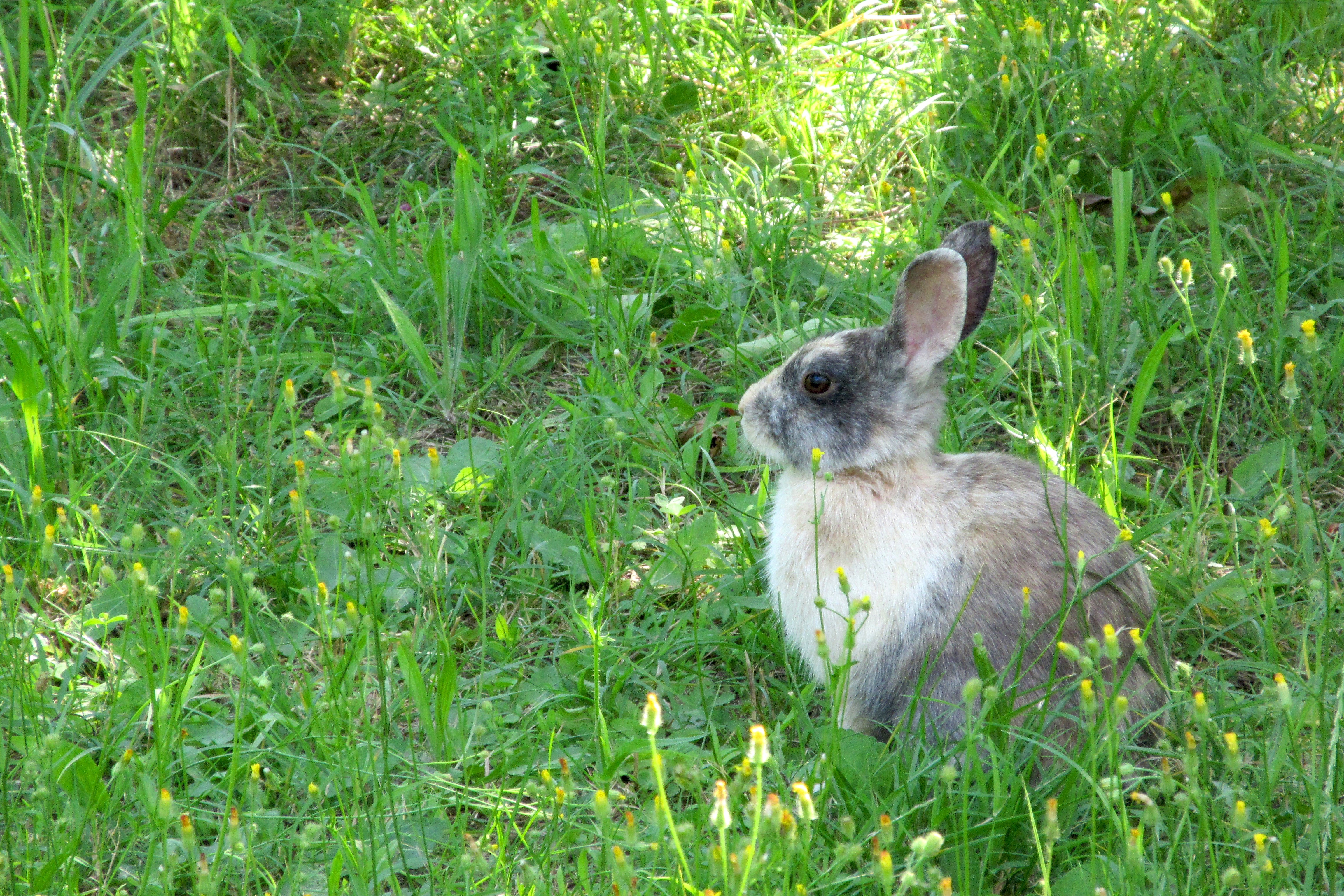 Фото бесплатно обои кролик, вид в профиль, трава
